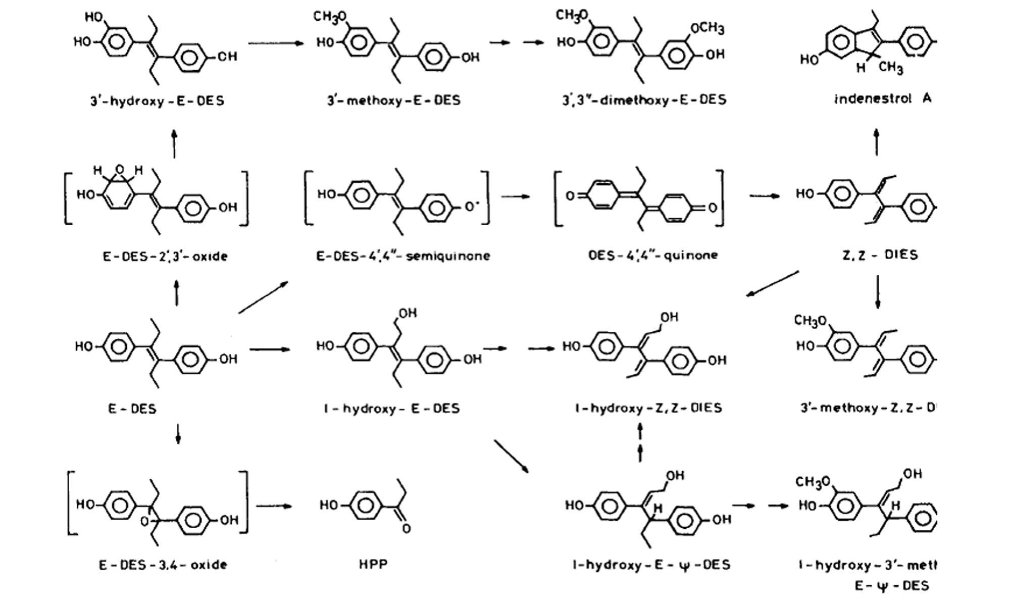 image of DES_metabolism_by_oxidation