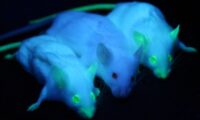 DES-induced testicular Leydigs cell tumours