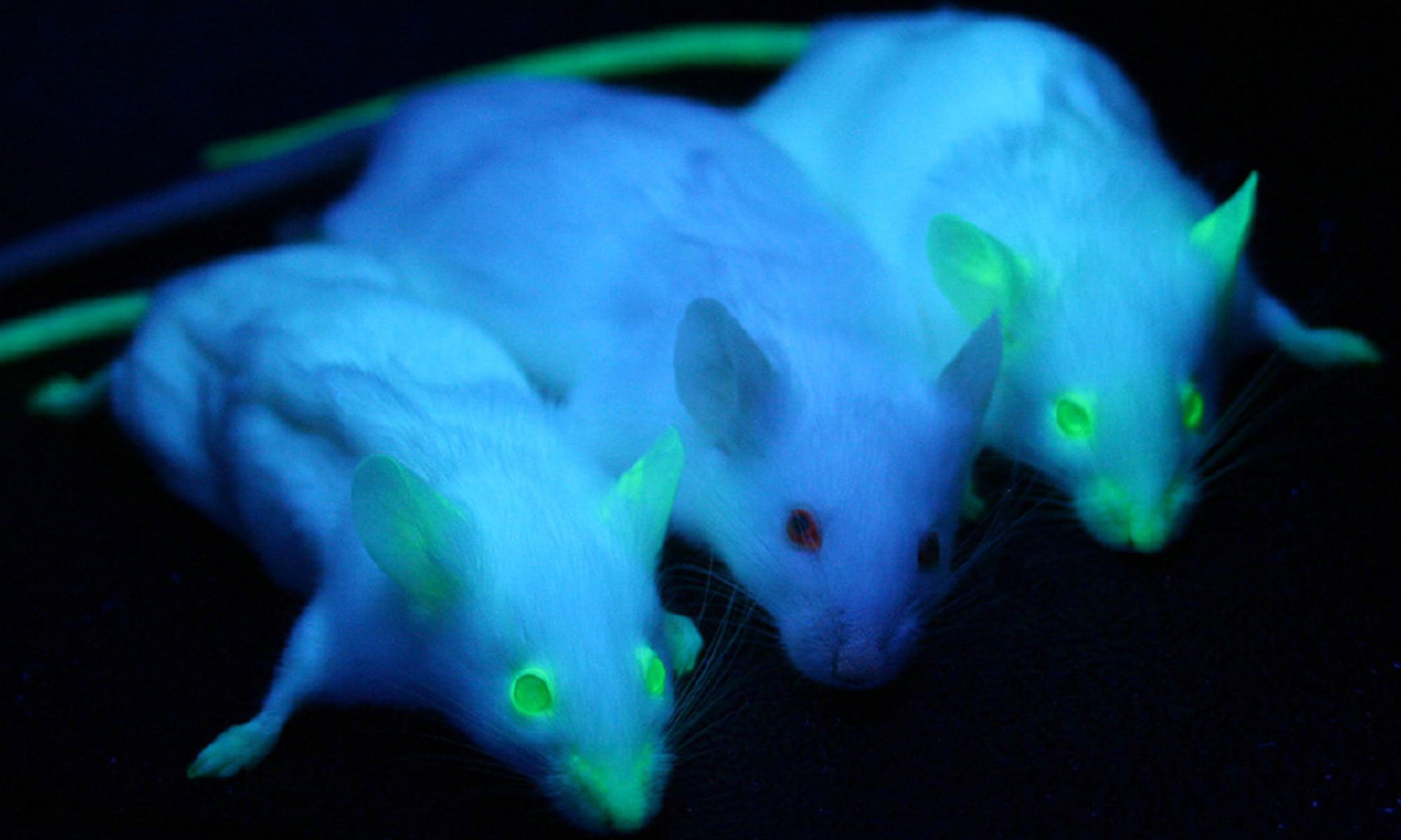 image of transgenic mice