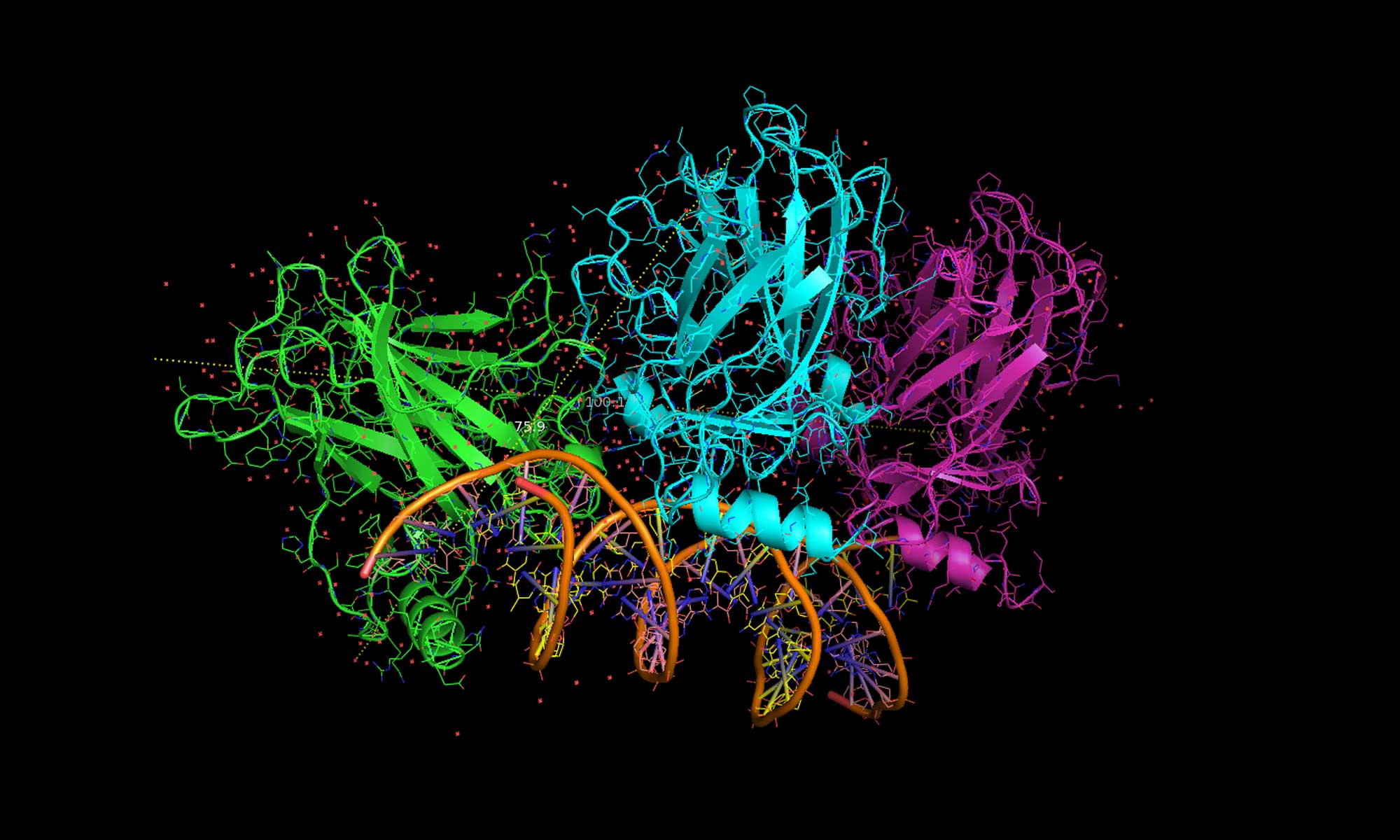 image of P53-Protein