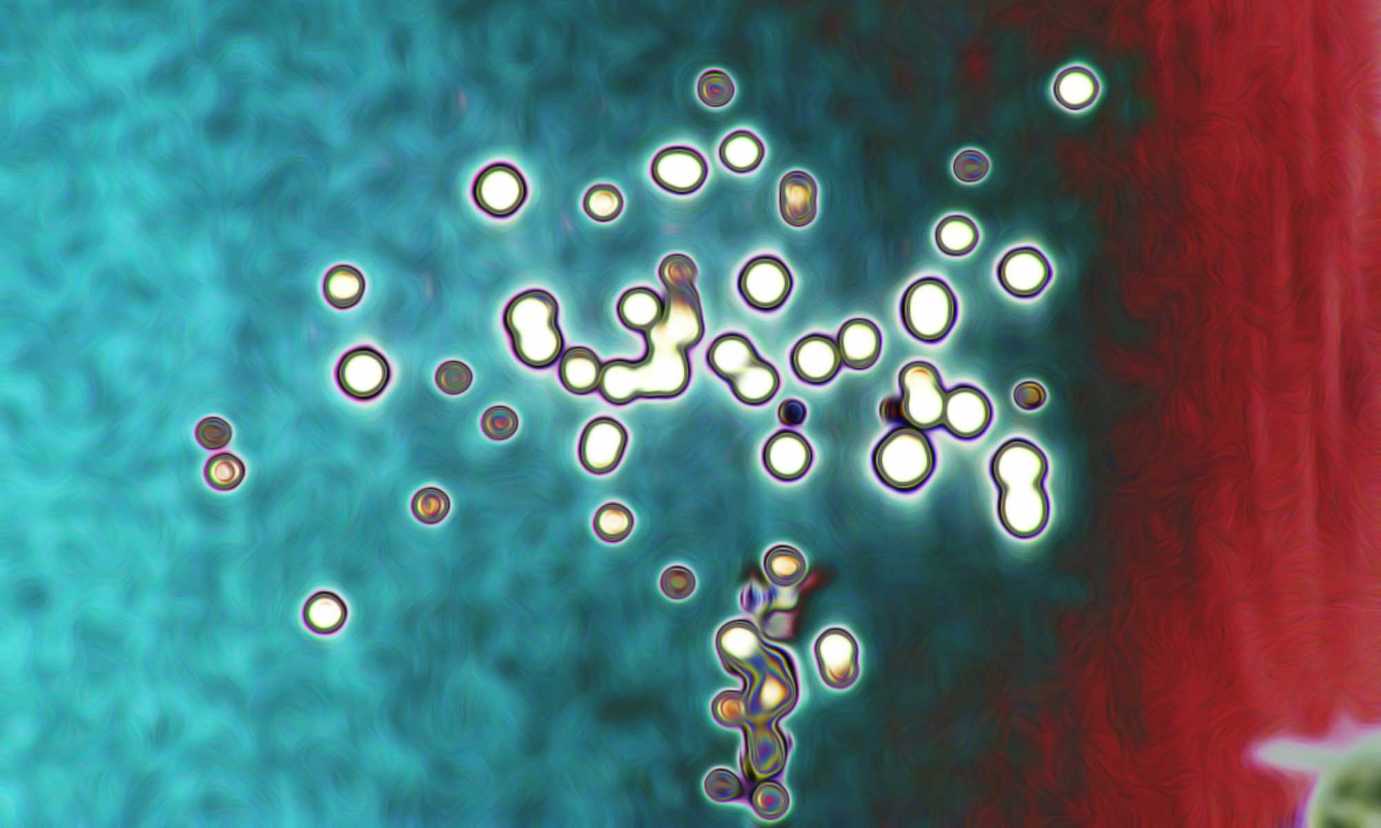 cellular image