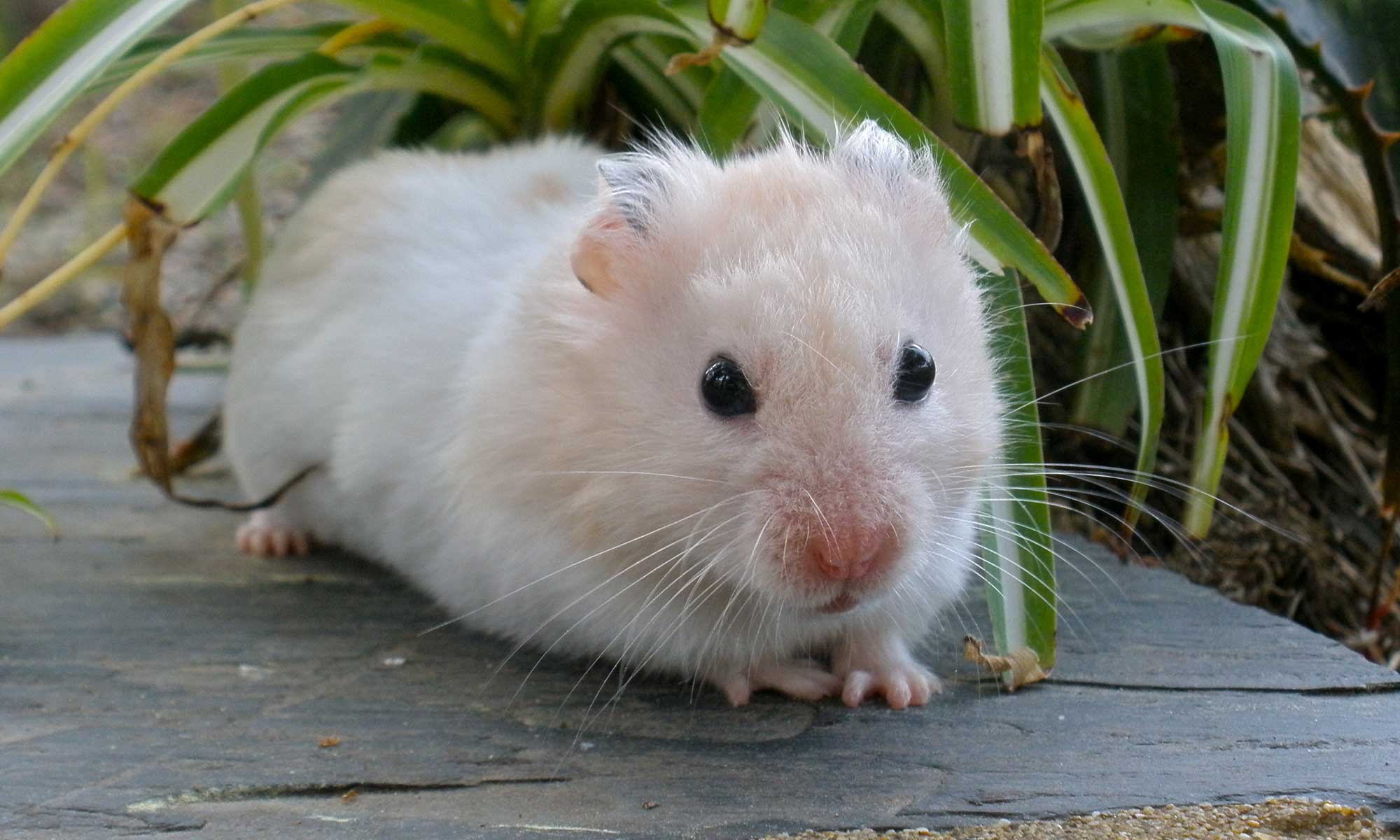 image of hamster