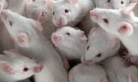 Testicular Leydig cell tumourigenesis by diethylstilbestrol in the BALB/c mouse