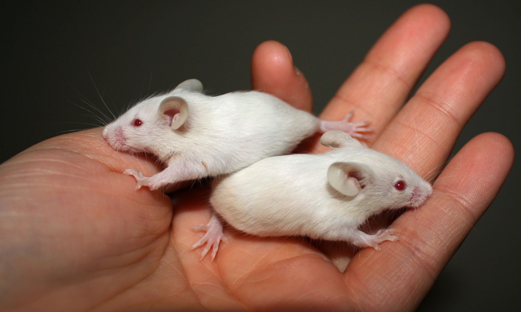 image of male mice