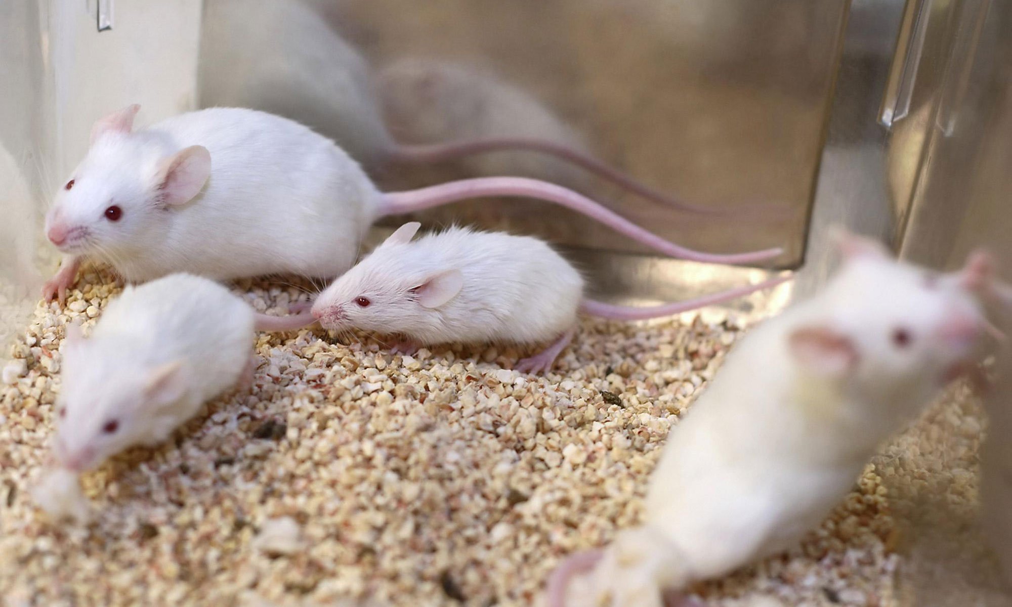 image of mice-experiments