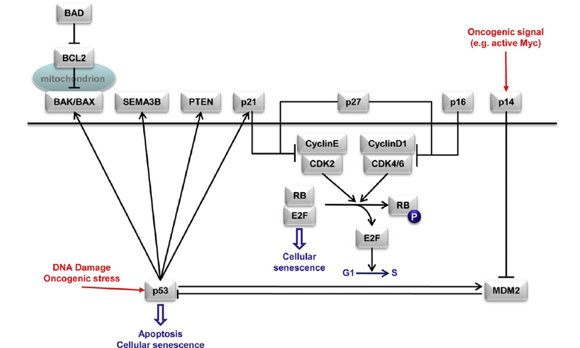 image of p53-and-RB-pathways