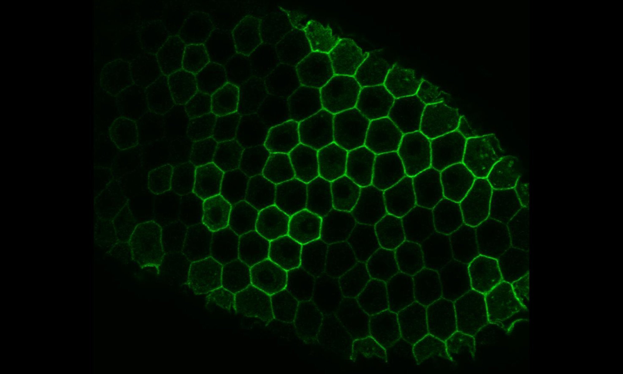 image of transgene-expression