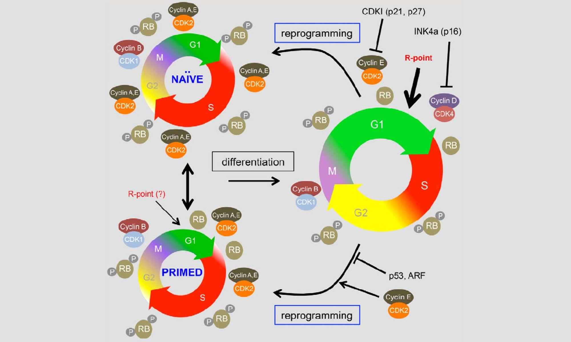 image of Cell-cycle-kinetics