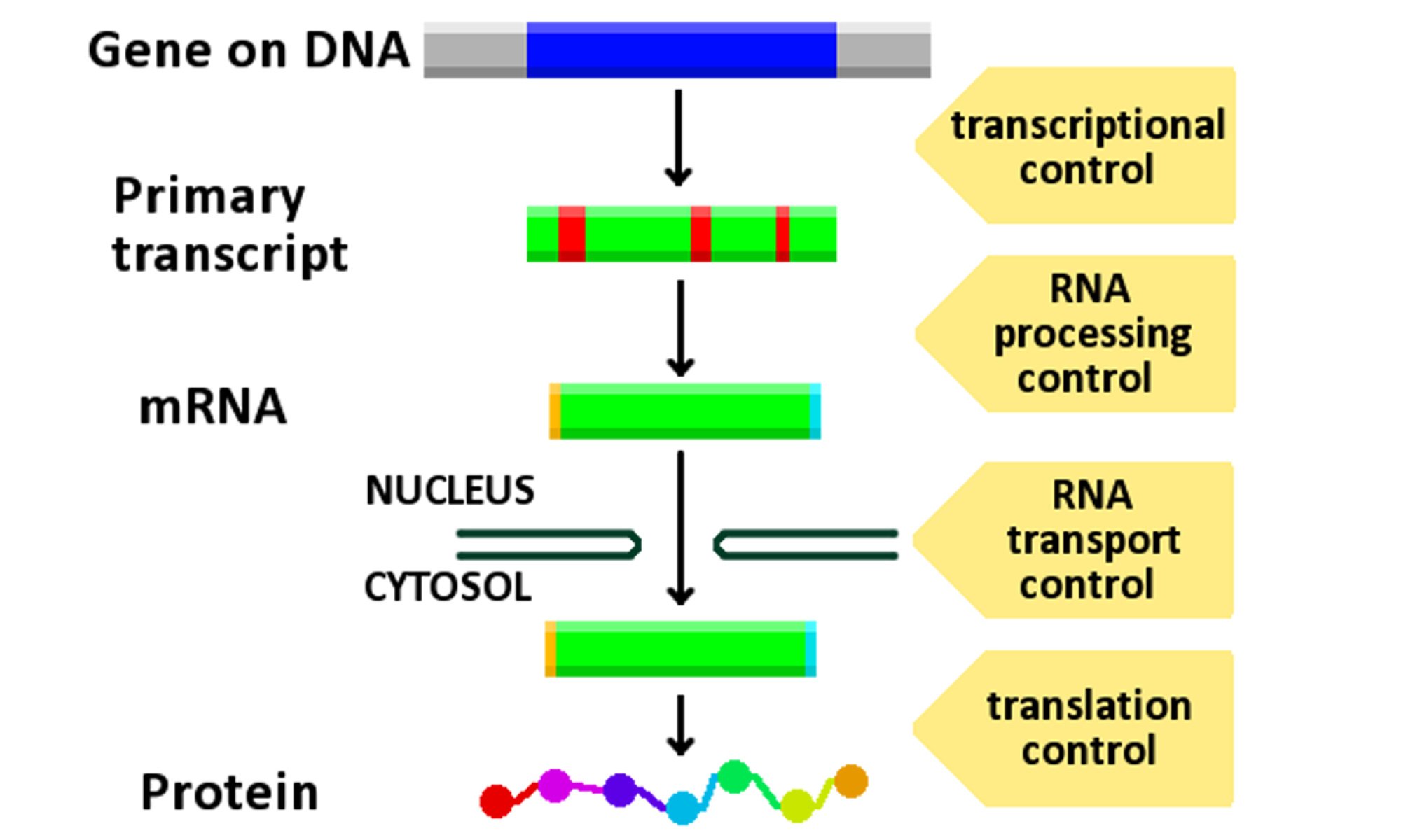 image of gene expression control