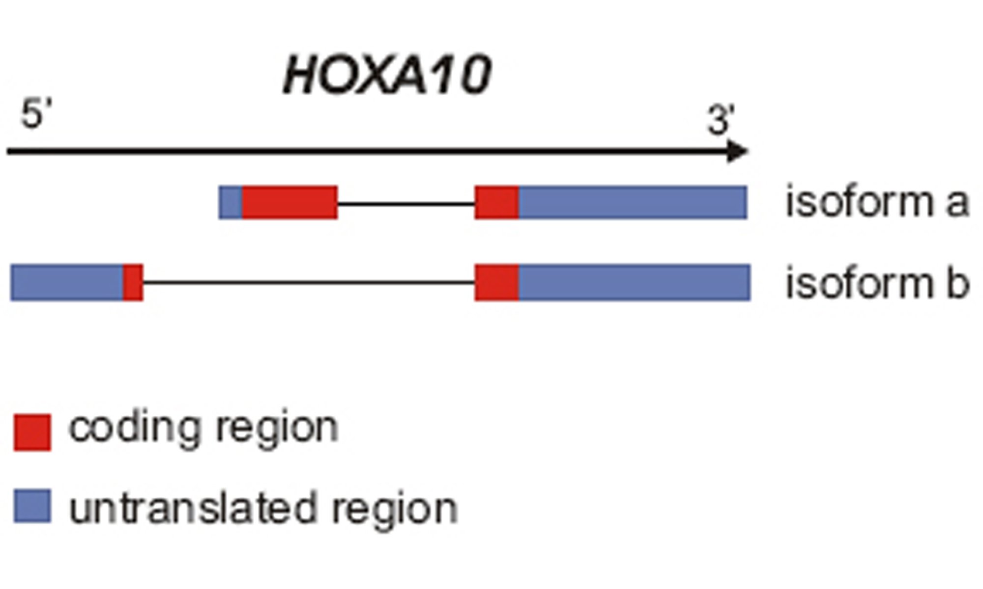 representation of Hoxa-10-gene