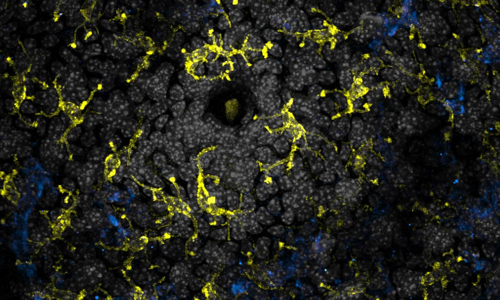 image of Immune Cells