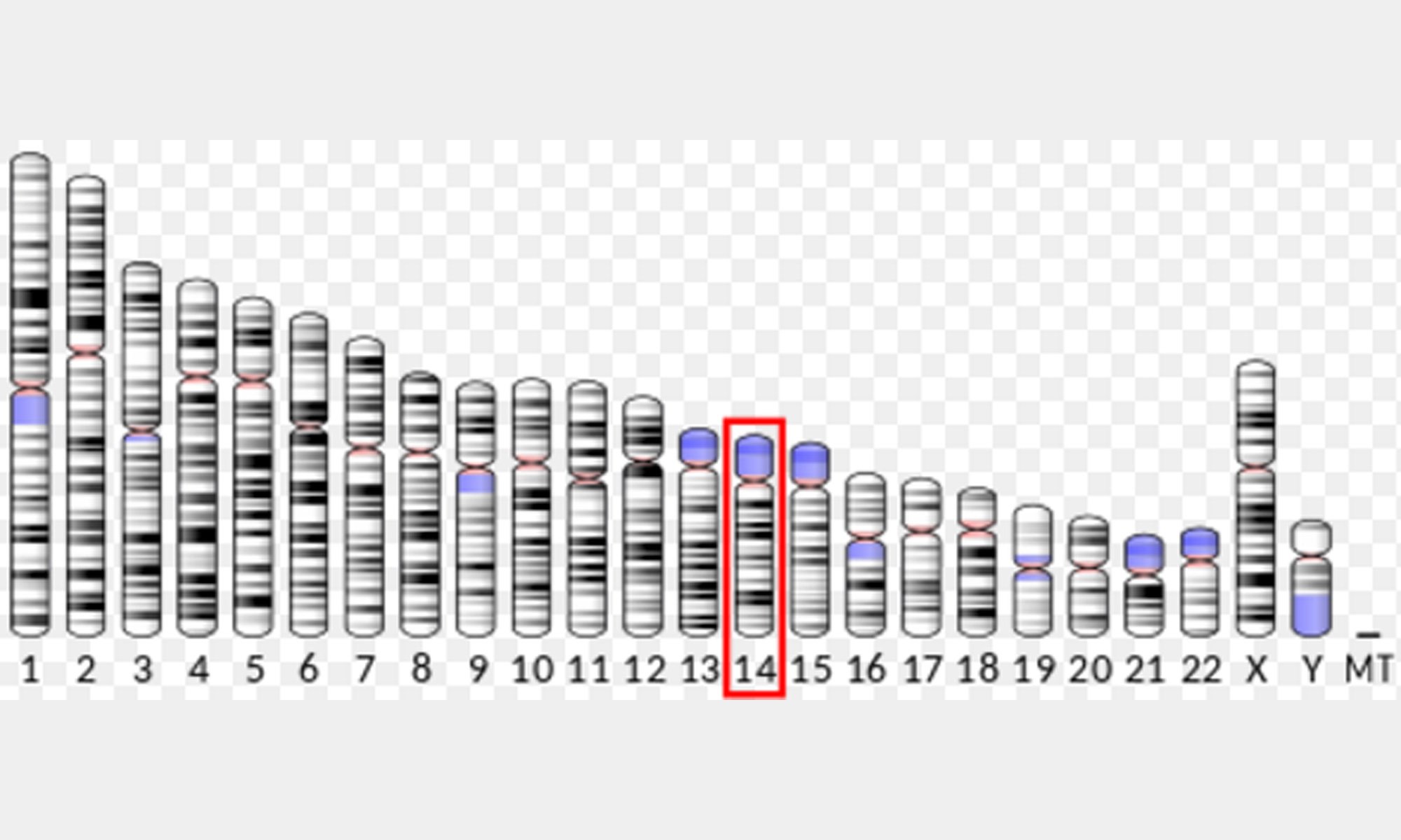 image of c-Fos gene location