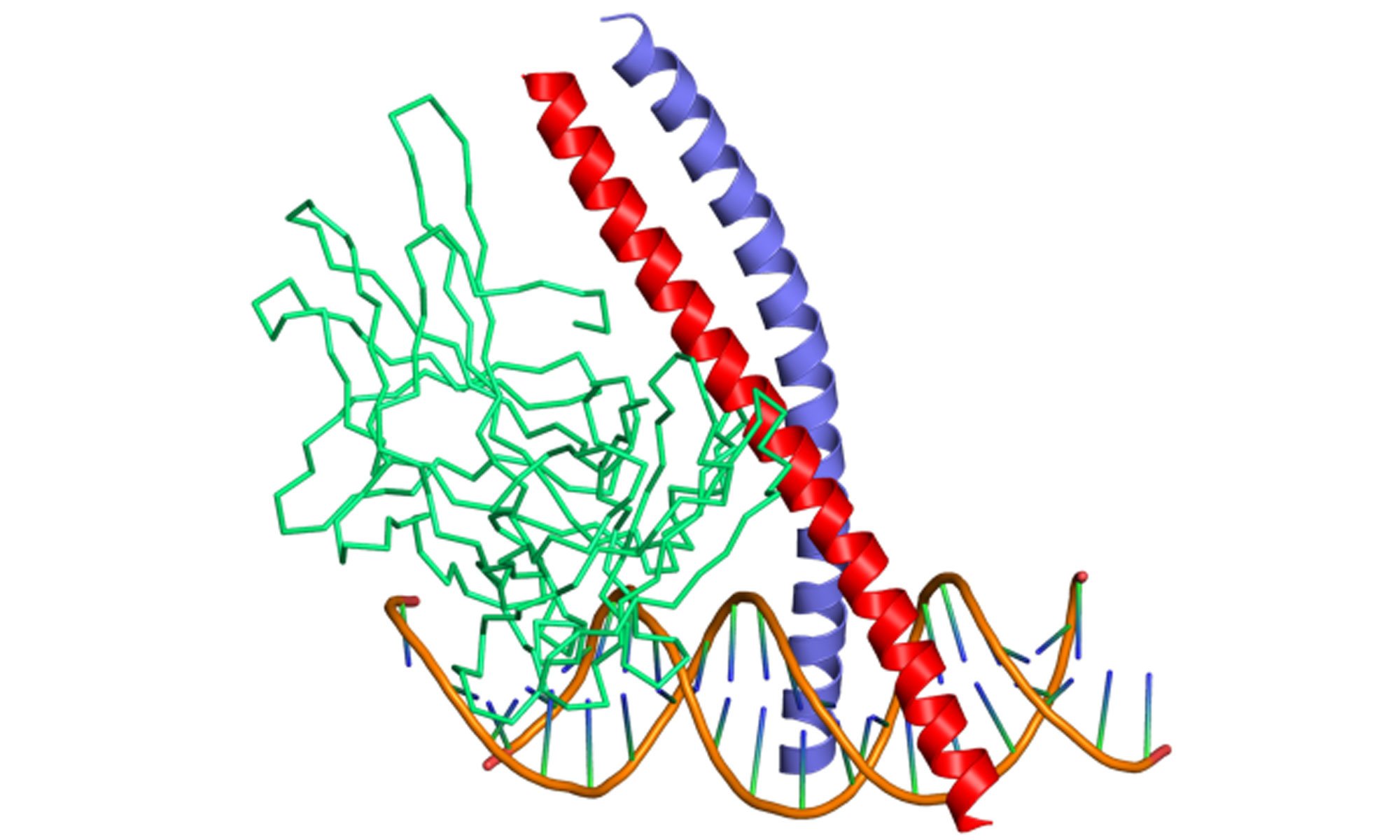 image of c-fos c-jun protooncogenes
