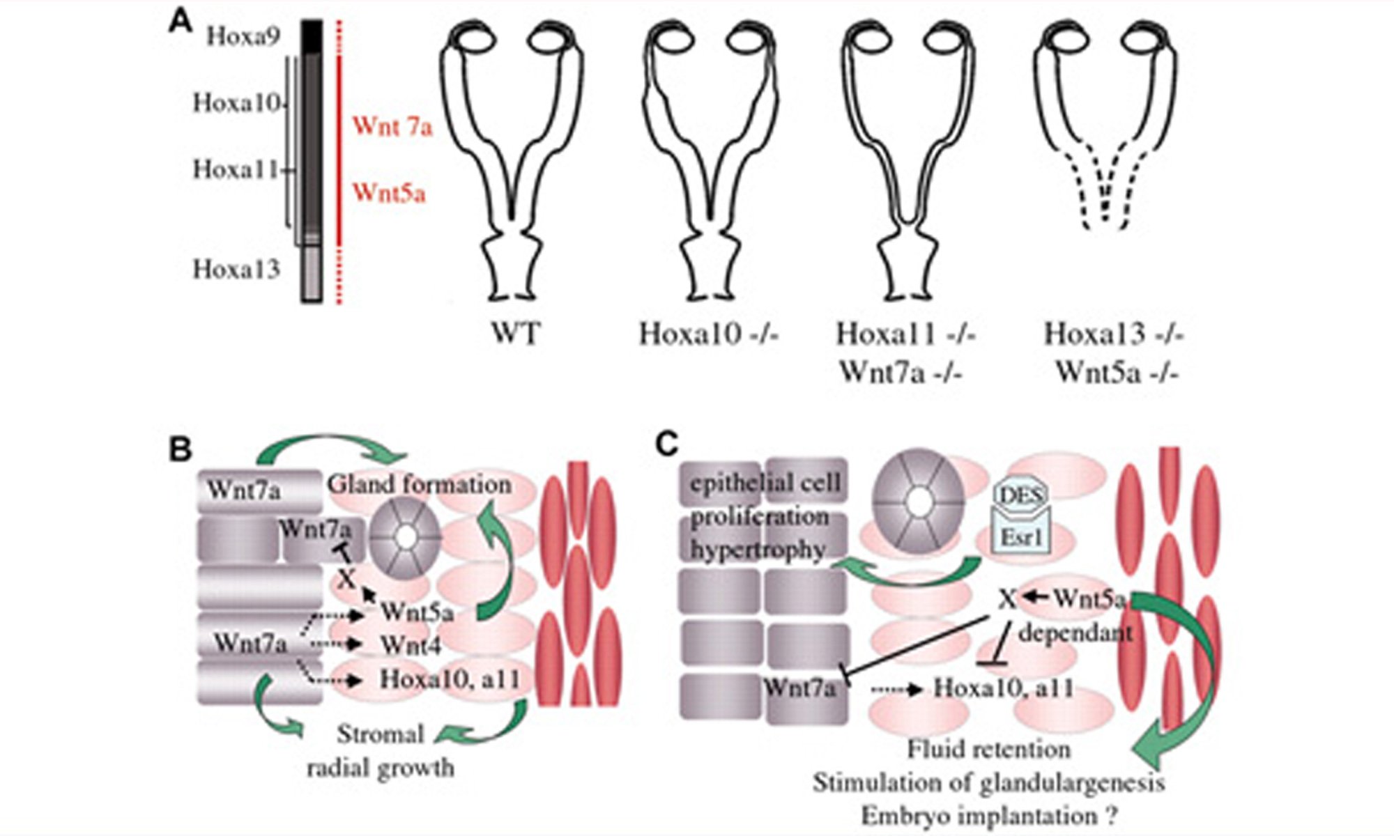 image of regulation-of-wnt7a