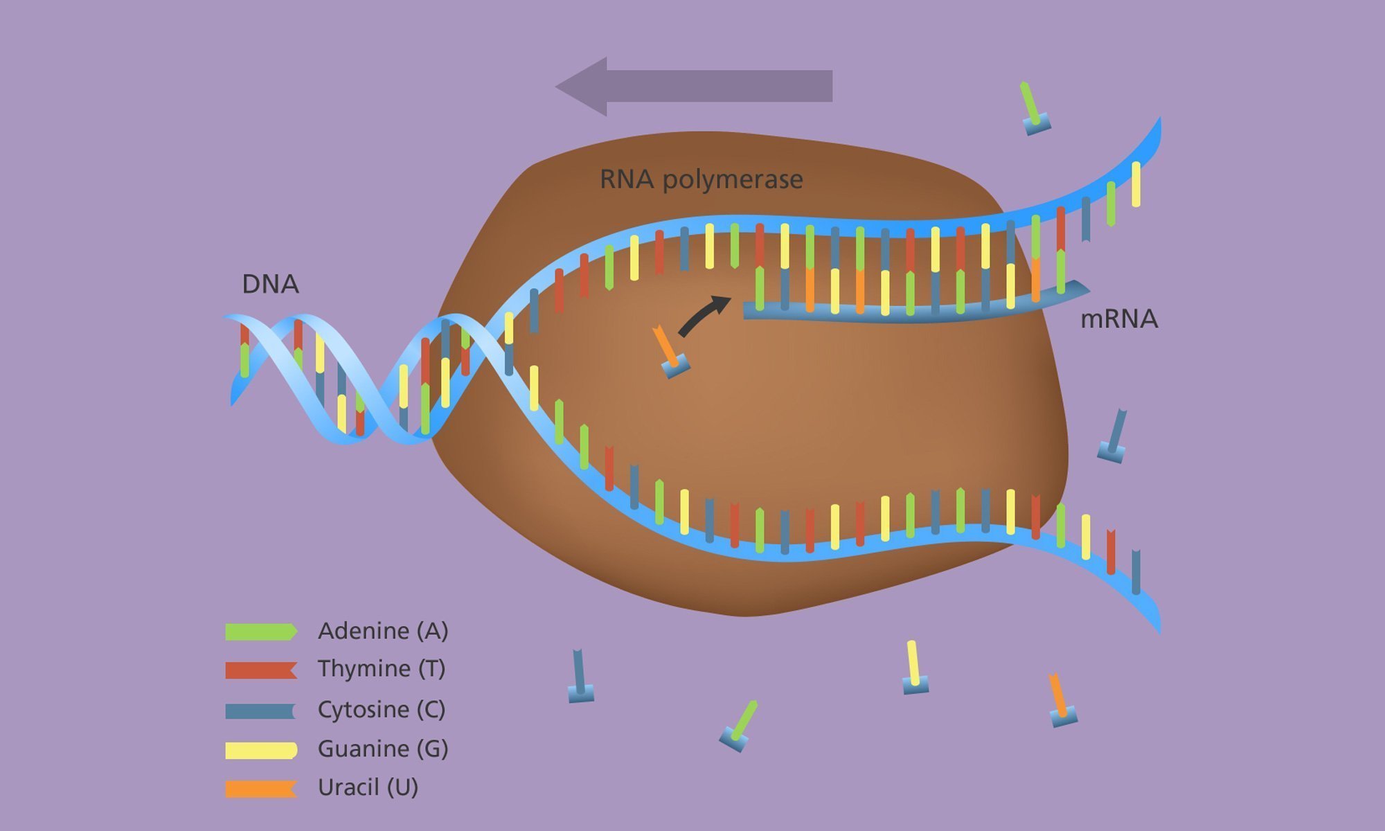 image of gene_expression_transcription