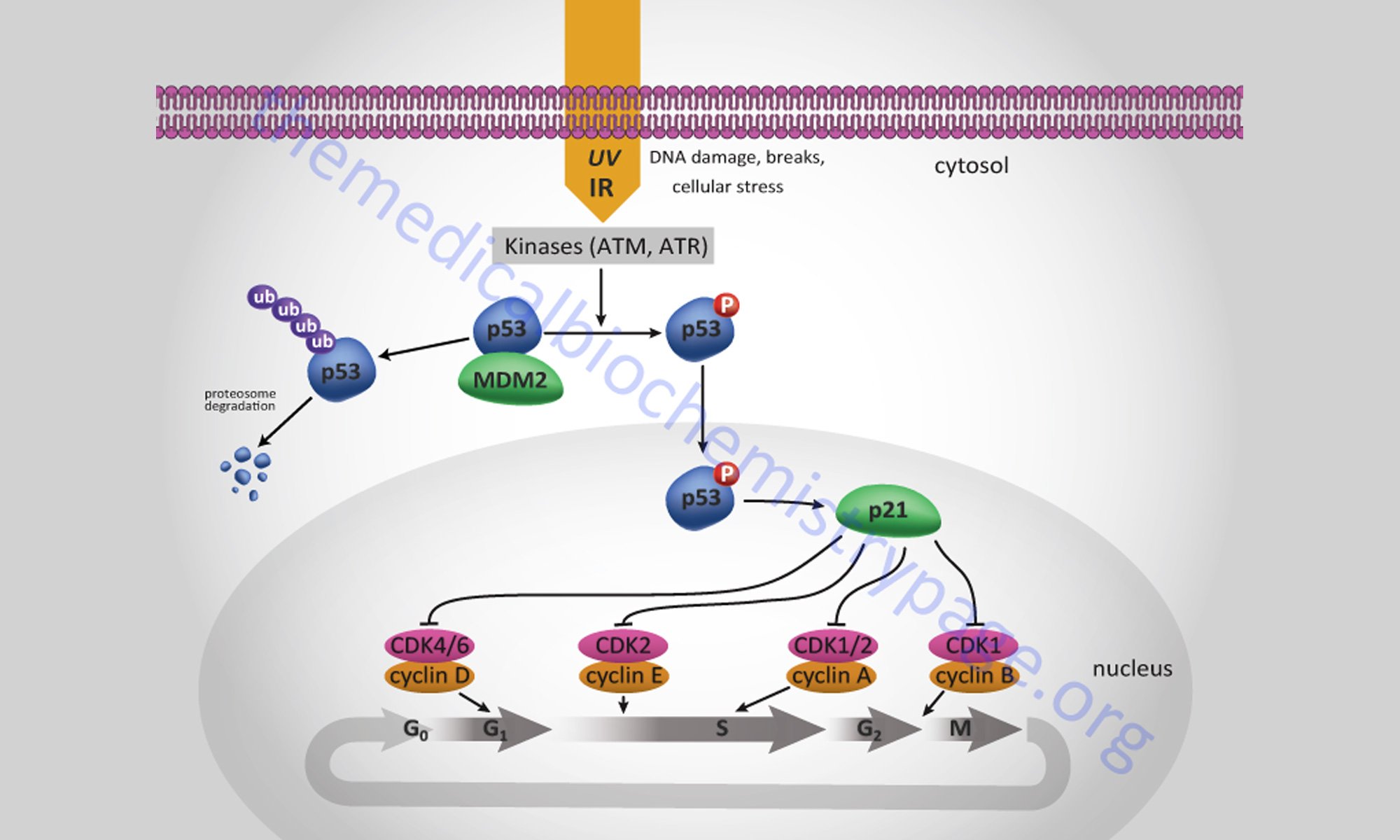 image of p53-regulate-p21