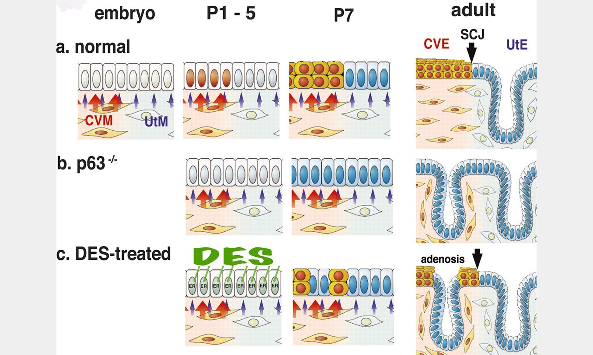 image of p63-and-DES