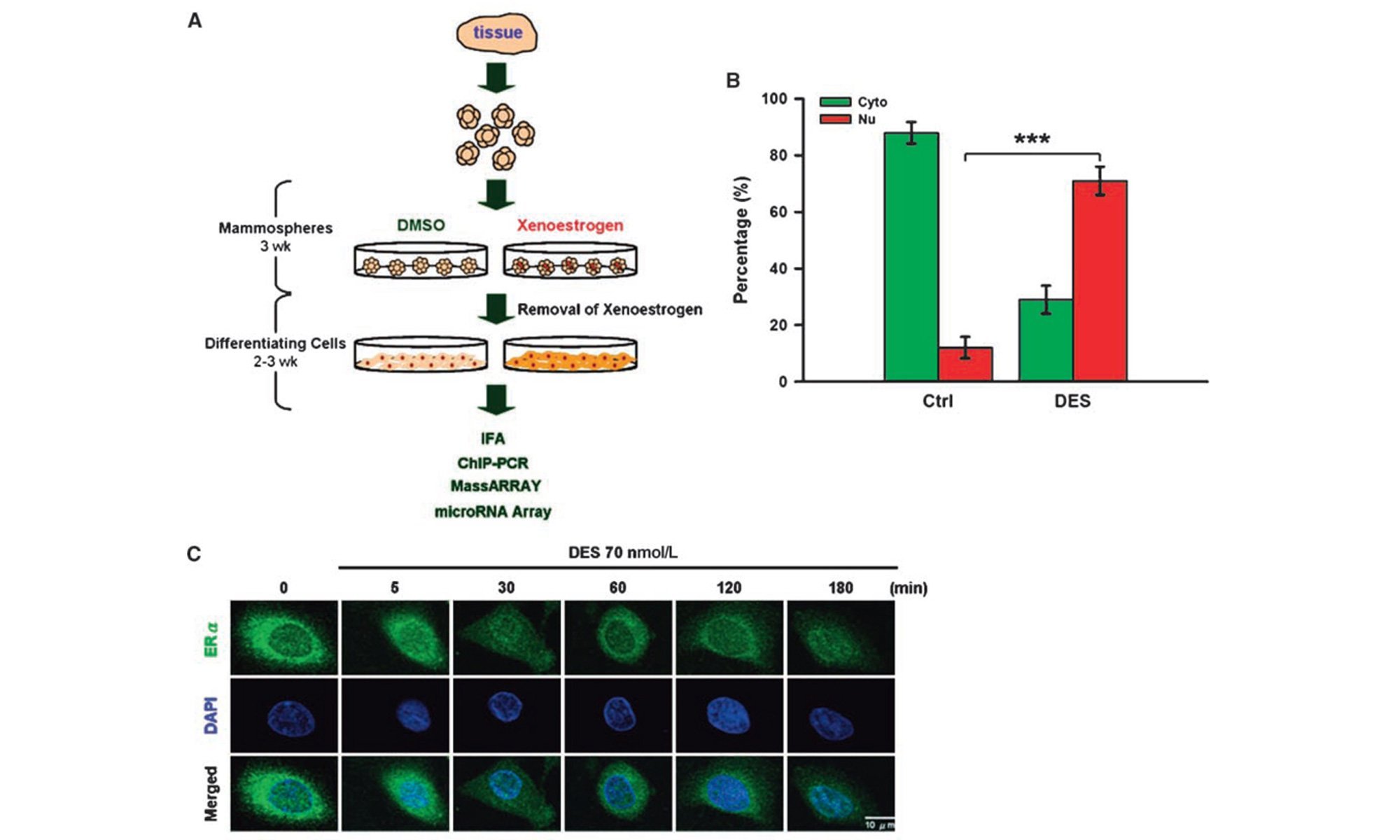 image of DES and microRNA-9-3