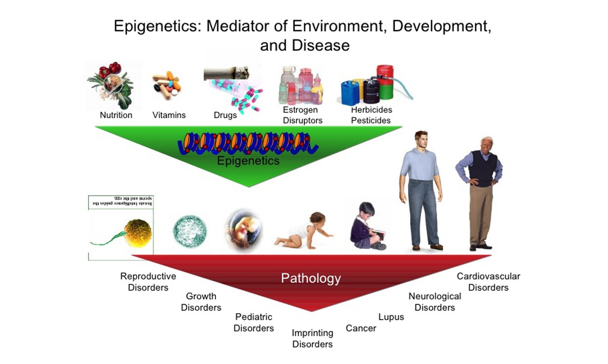 image of Estrogen Imprinting