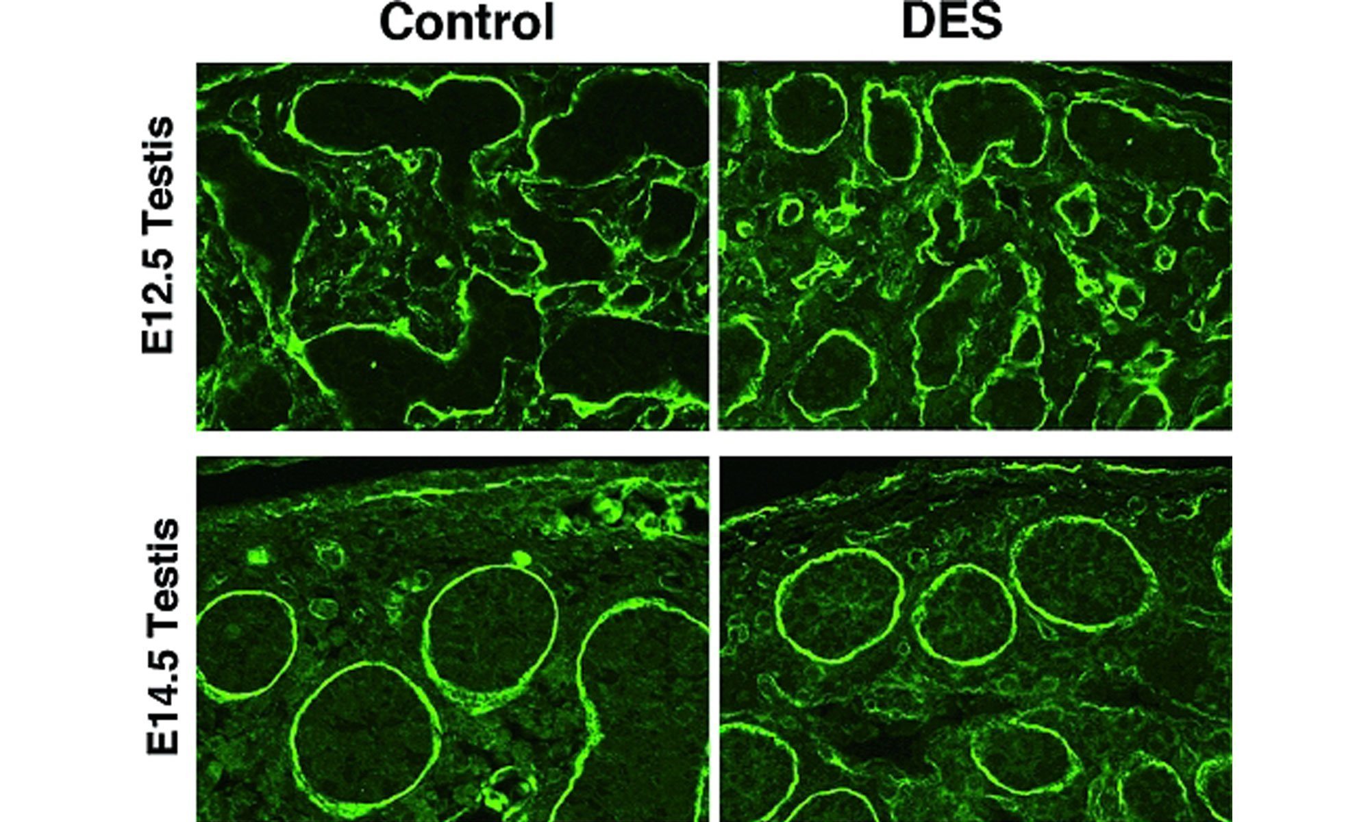 image of Localization of laminin-1 in DES-treated gonad