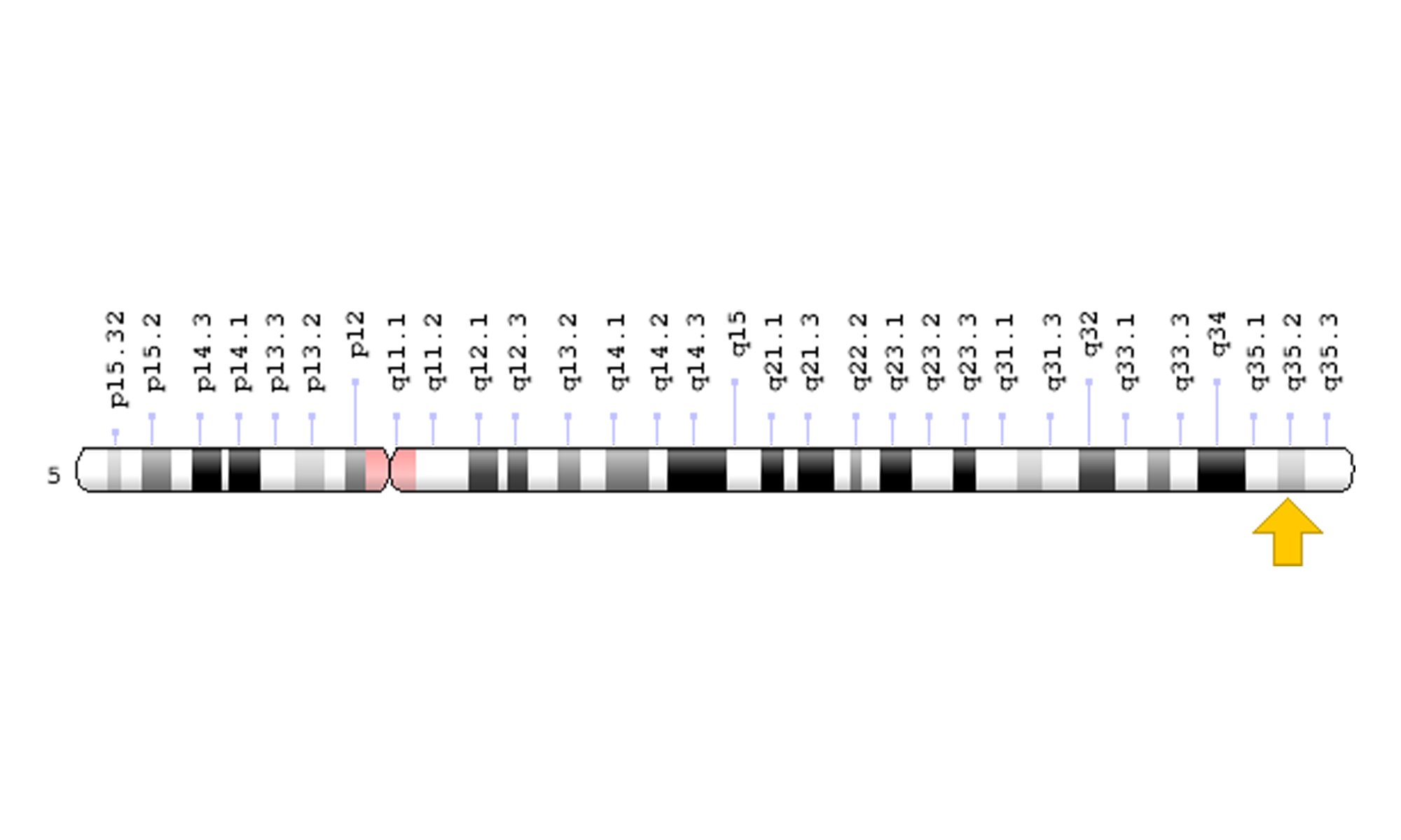 image of Msx2-gene