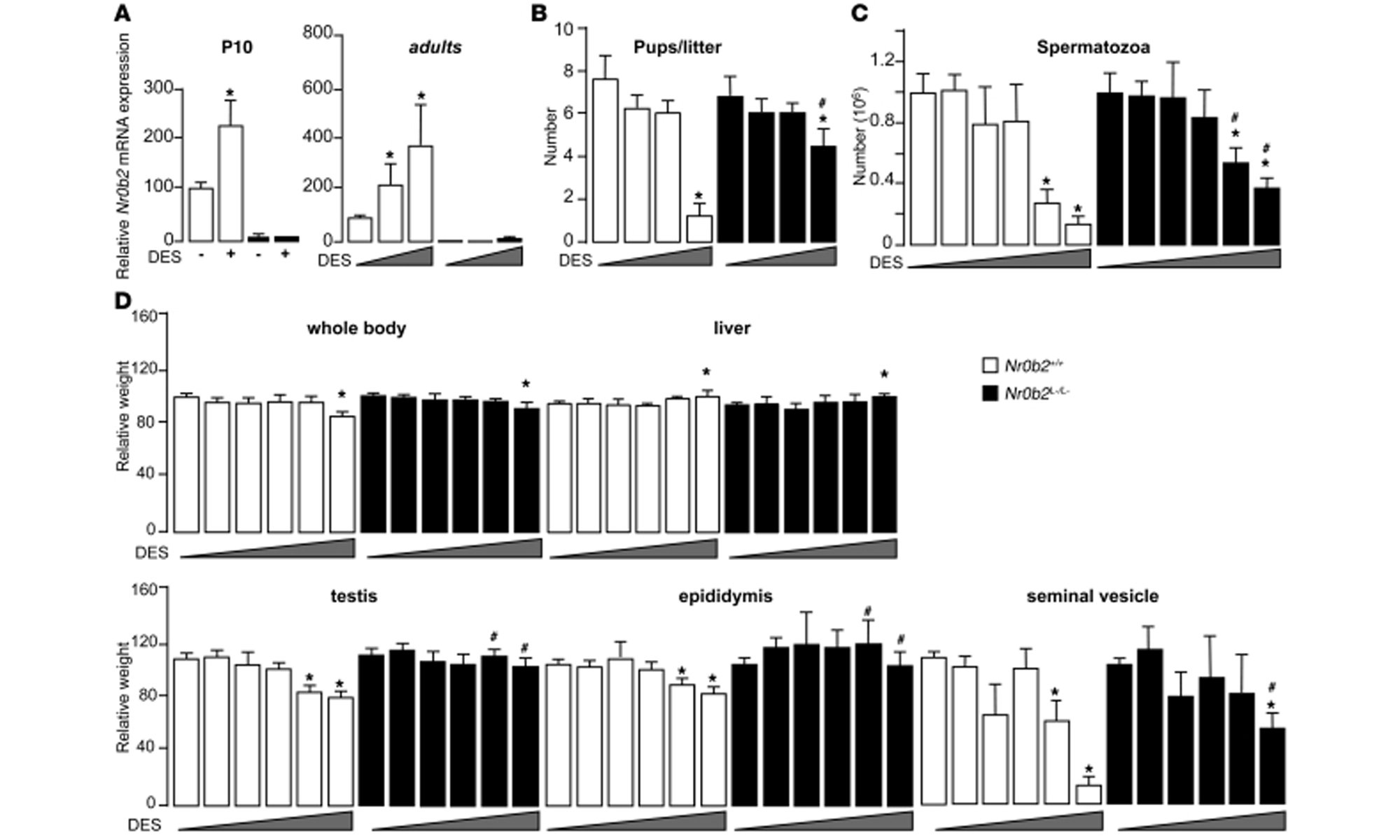 image of Nr0b2 deficiency protects male mice against DES-induced abnormalities
