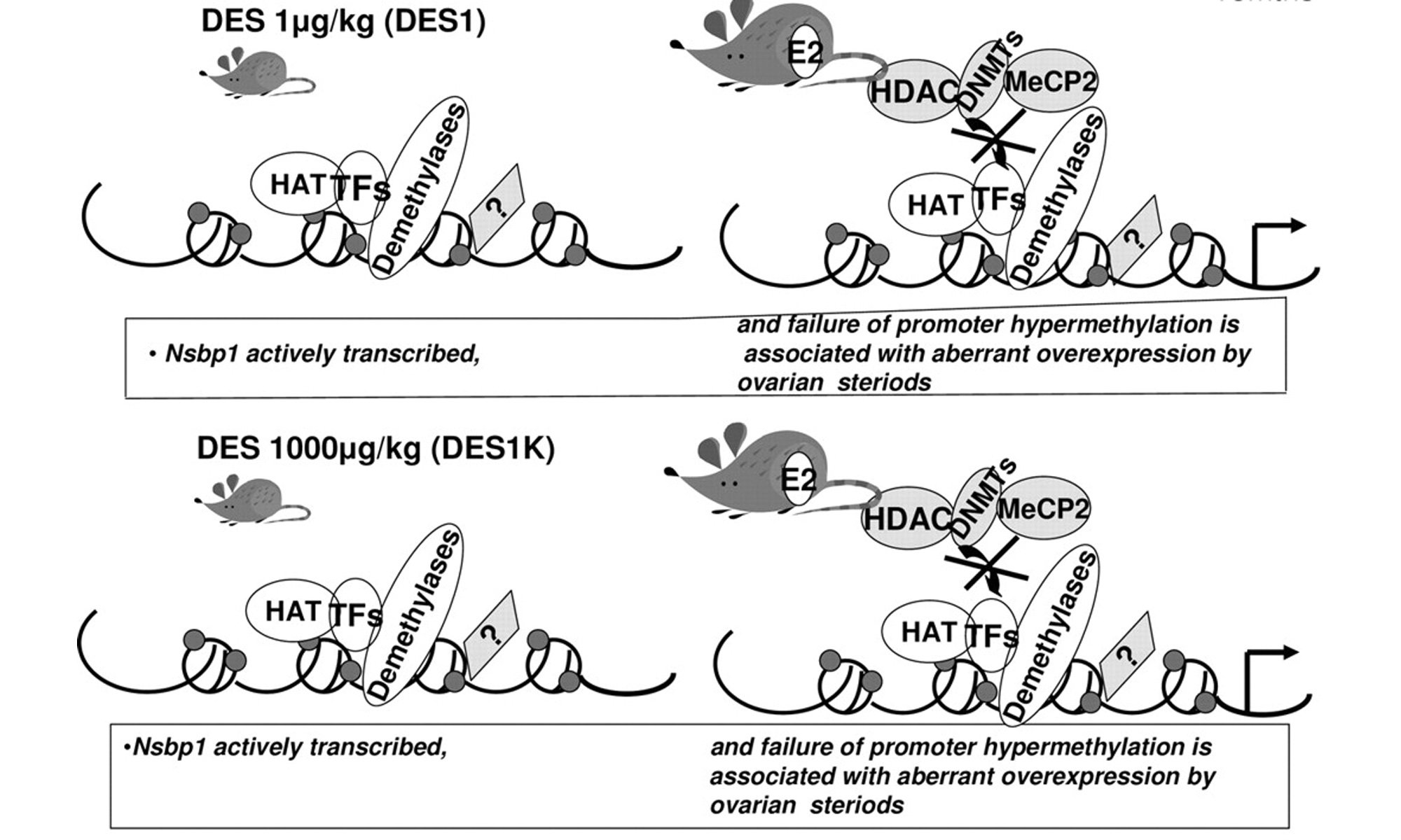 image of Nsbp1 altered by DES