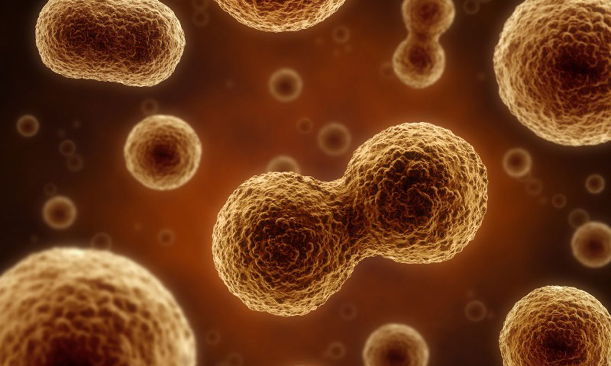 image of somatic-cells