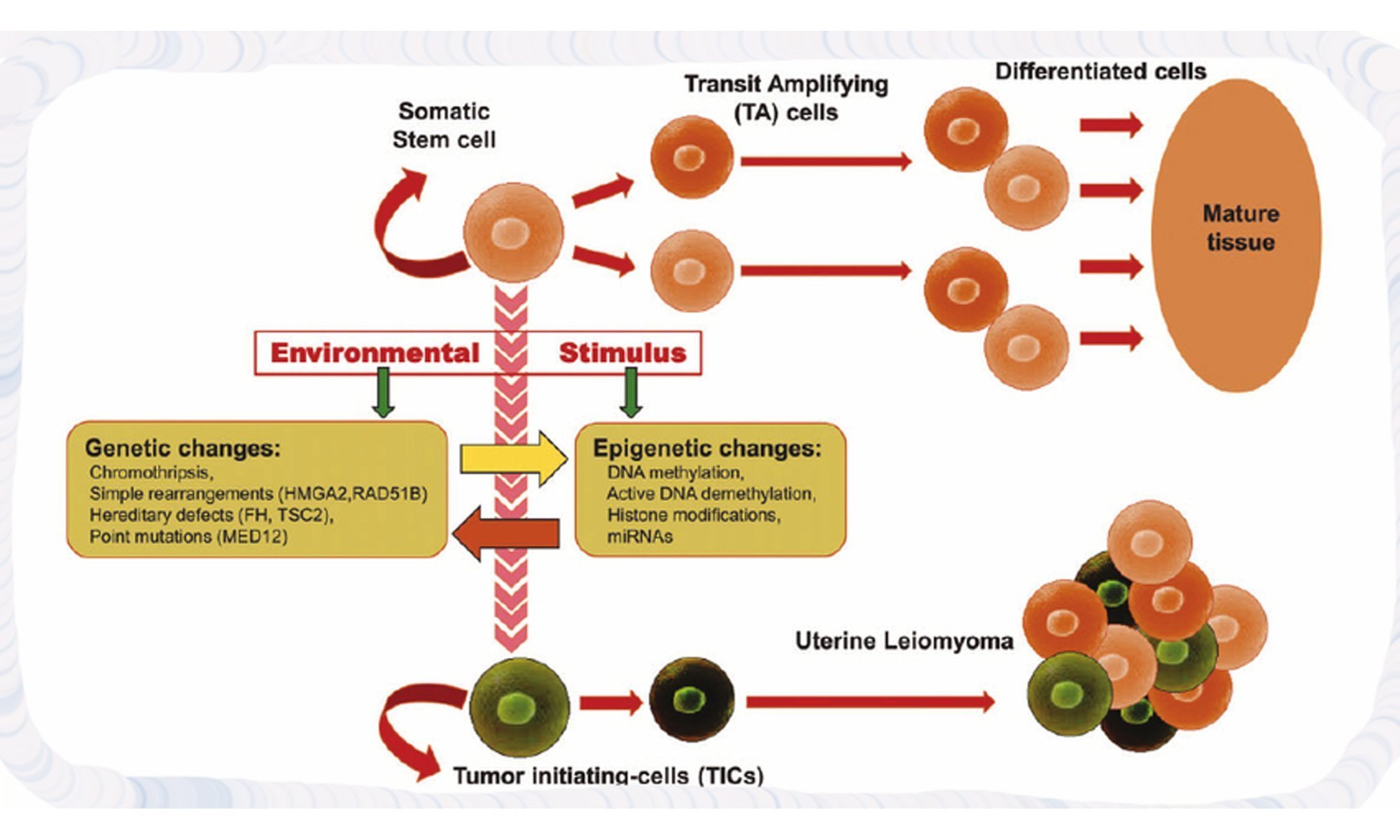 image of uterine leiomyoma genes