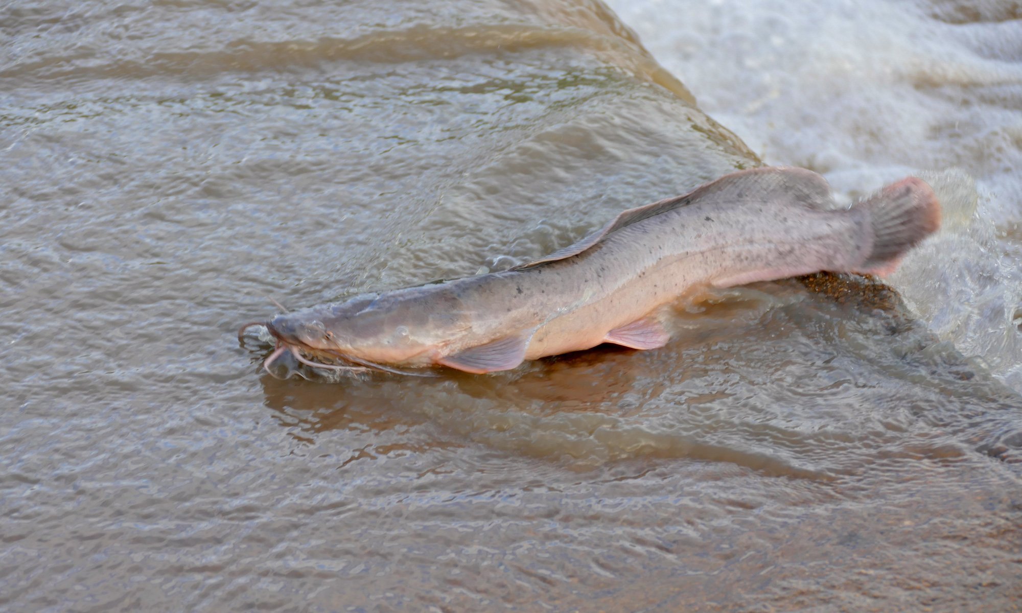 image of clarias gariepinus