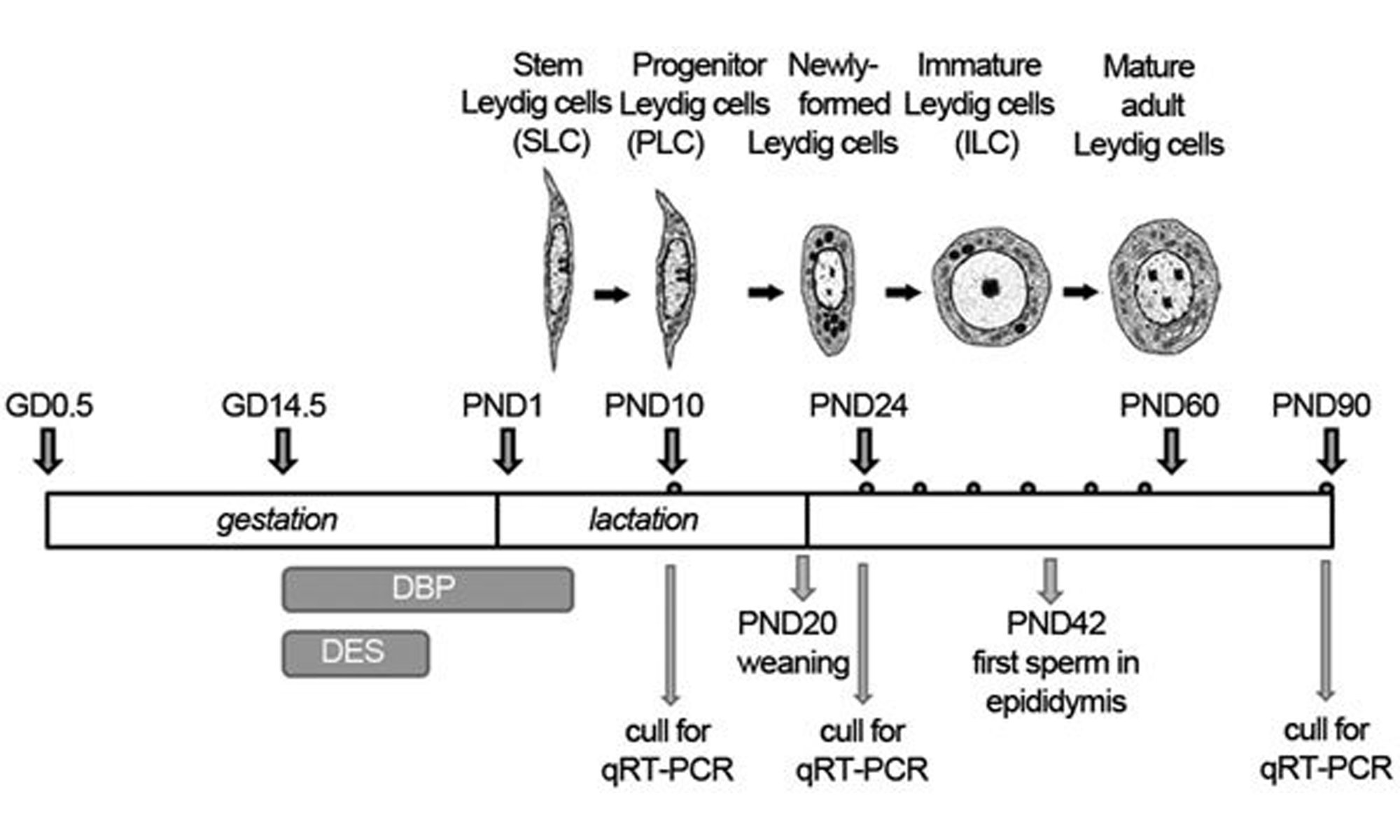 image of morphological changes during pubertal Leydig cell differentiation