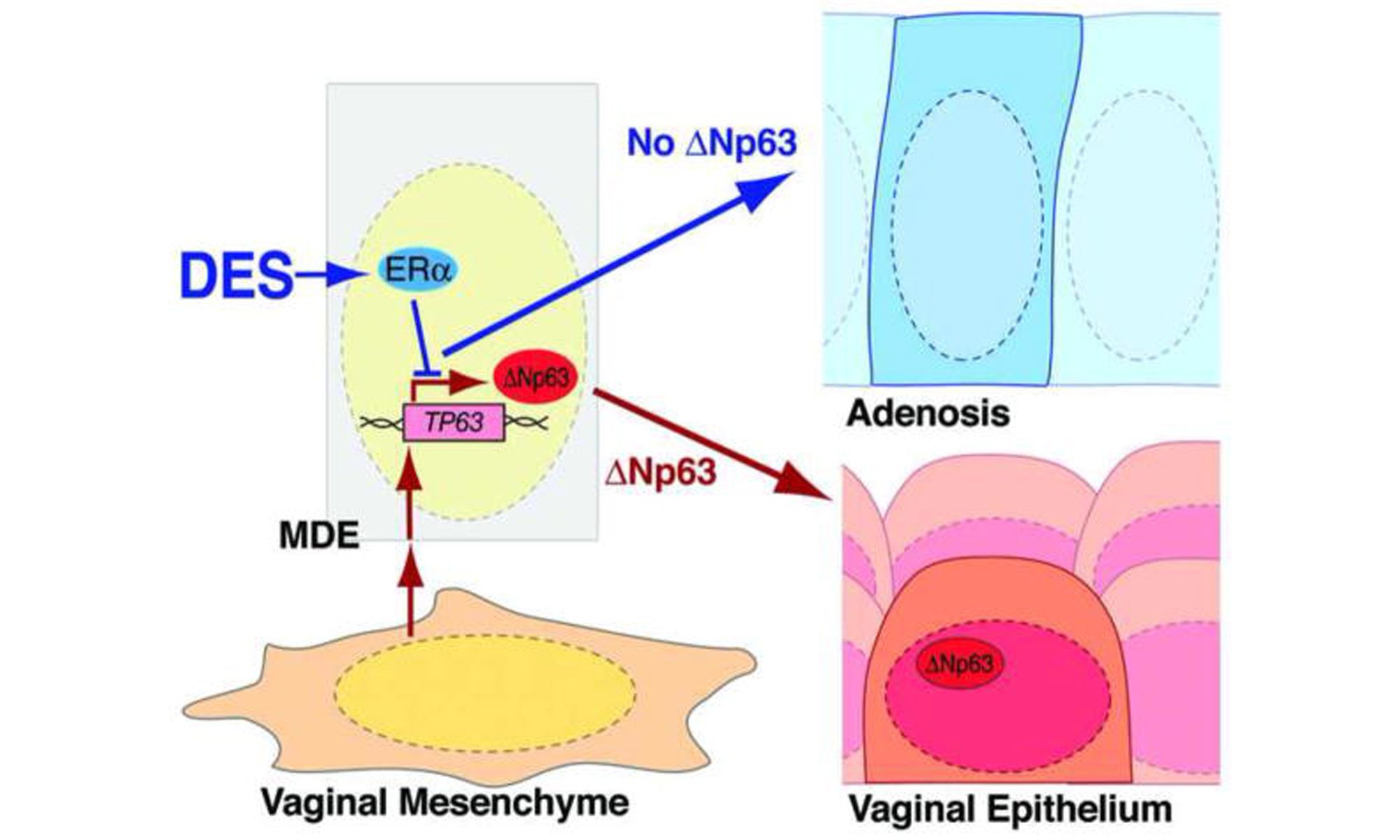 image of DES inhibits activation of TP63