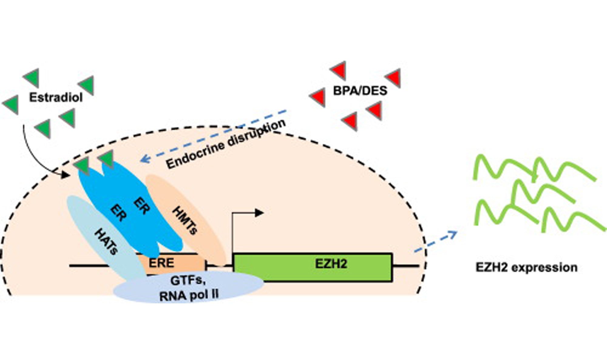image of EZH2 Expression