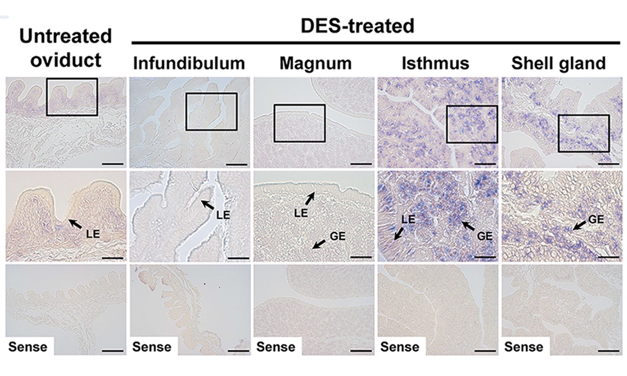 image of Effect of DES on tissue-specific expression of chicken WNT4