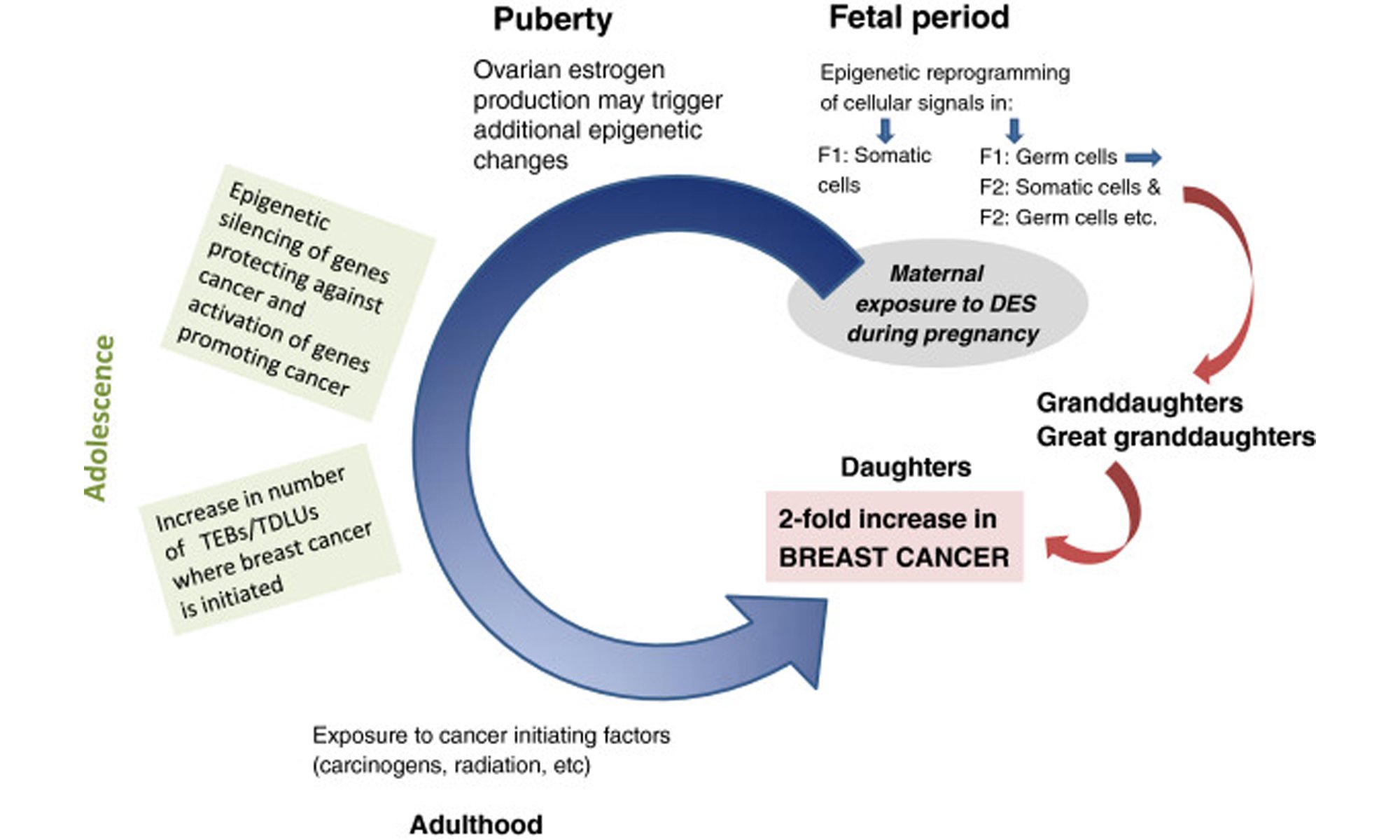 image of Epigenetic alterations induced by in utero diethylstilbestrol exposure