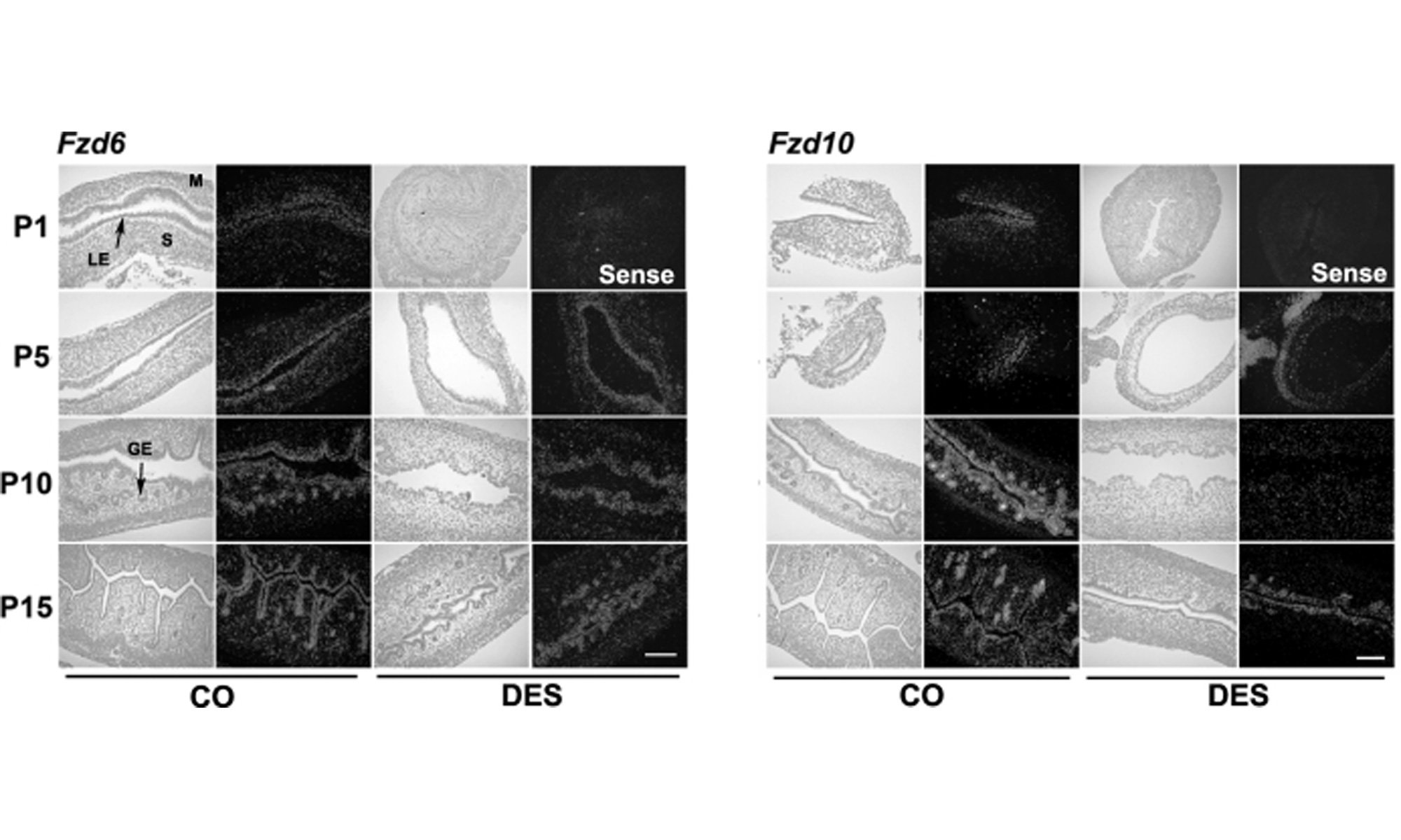 image of Fzd gene expression