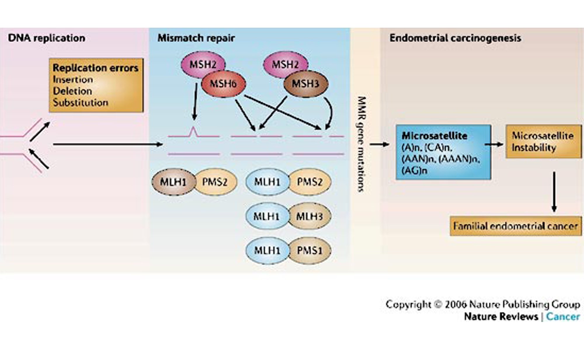 image of MLH1 gene