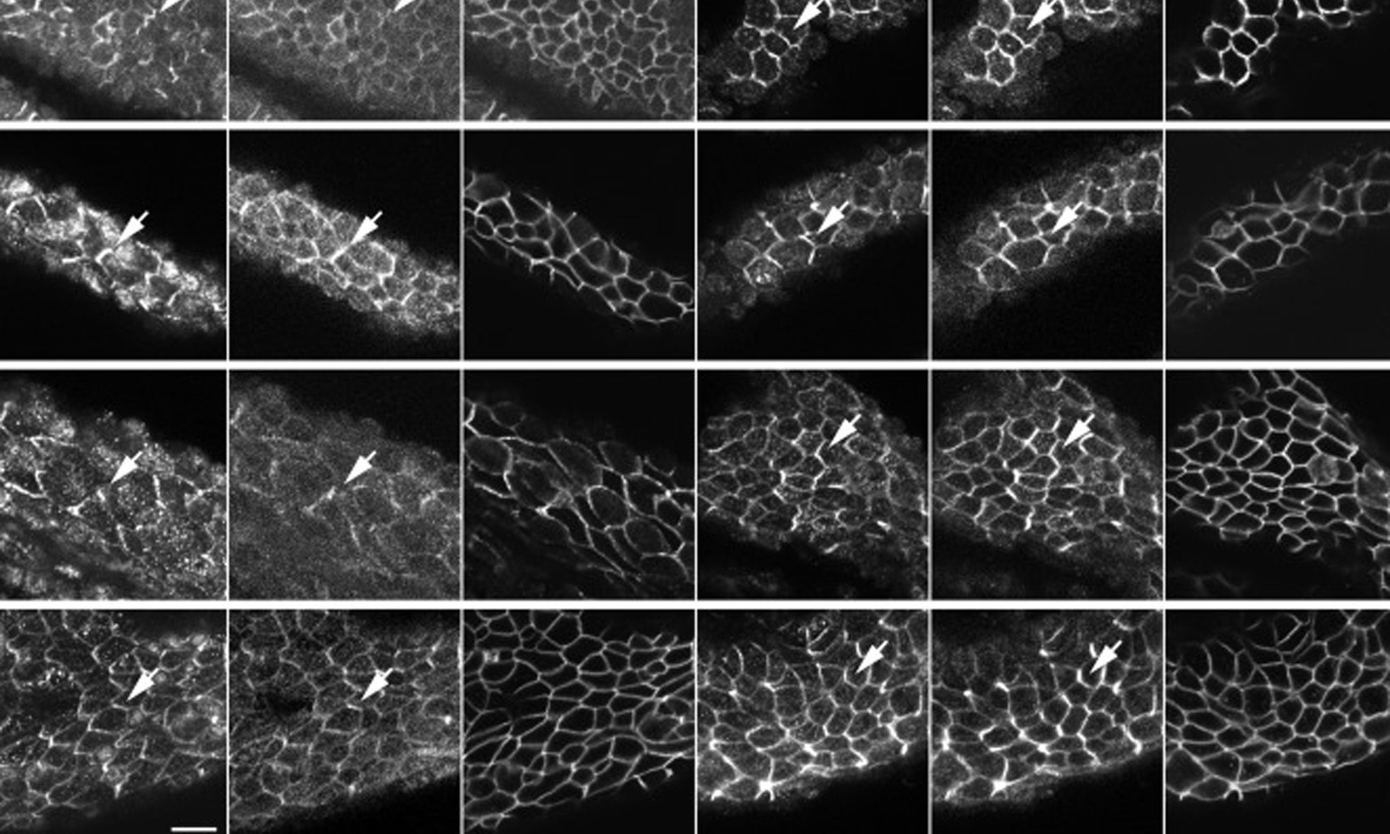 image of oviduct development