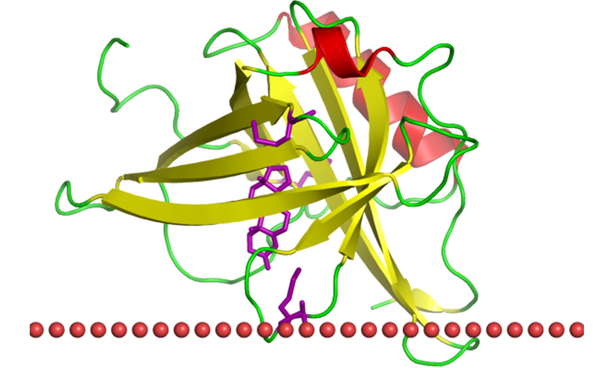 image of Apolipoprotein D