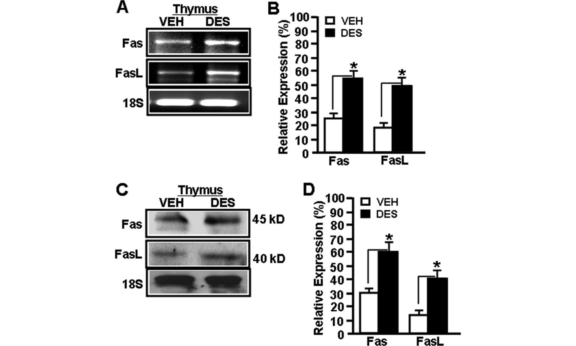 image of Fas and FasL gene expression