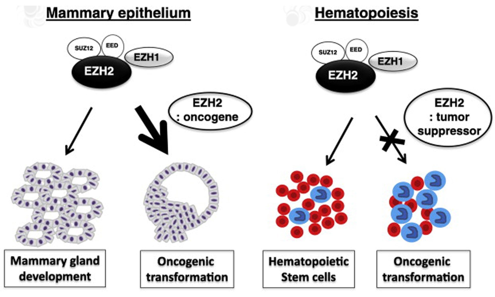 image of Histone Methyltransferase EZH2