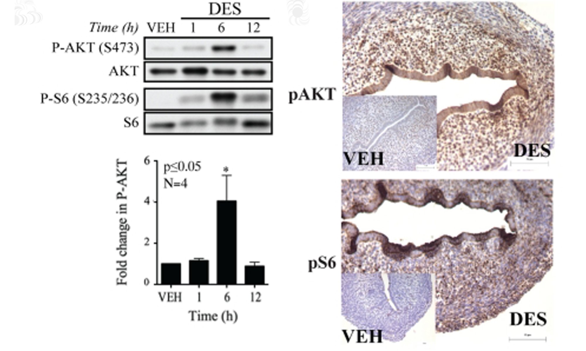 image of developmental reprogramming