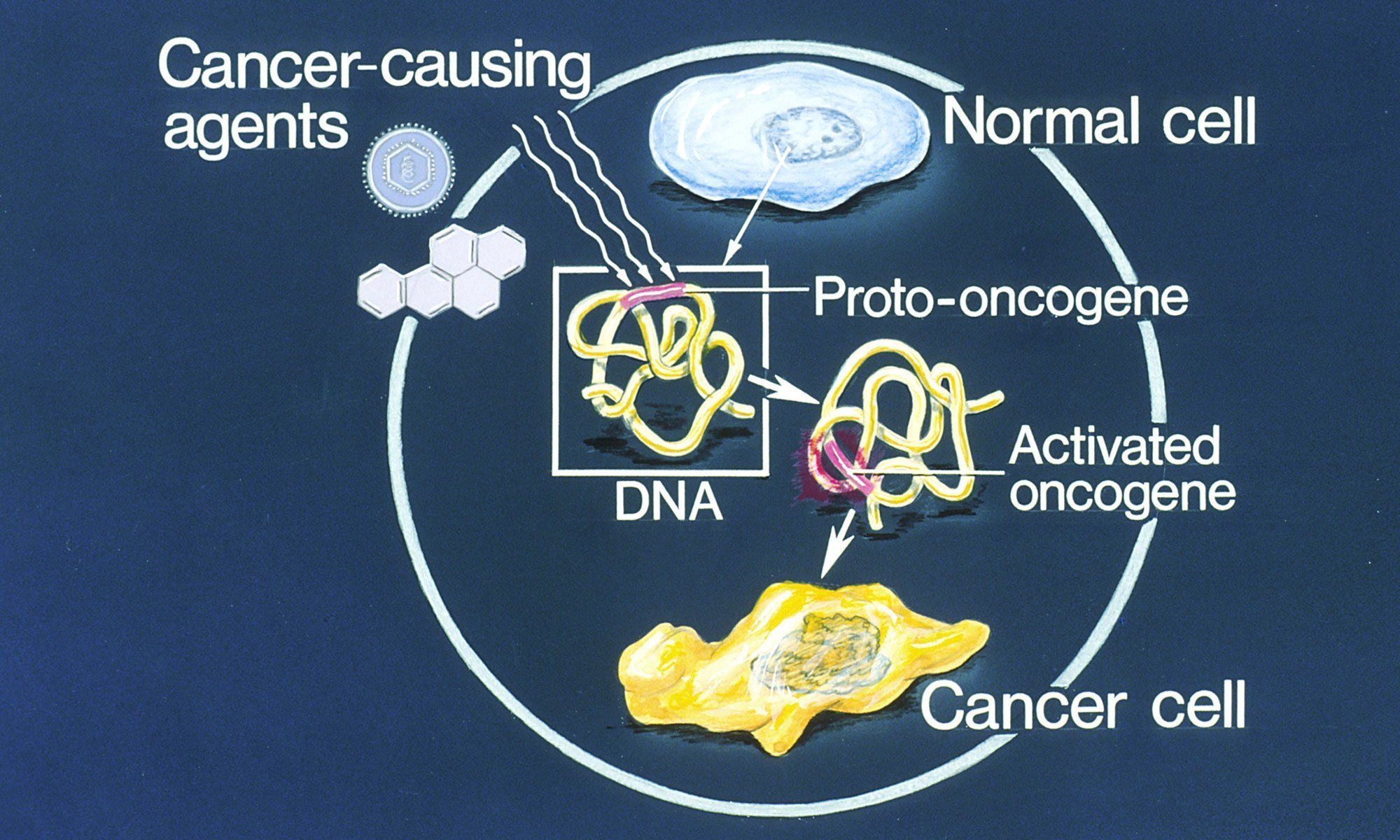 image of Proto-Oncogenes