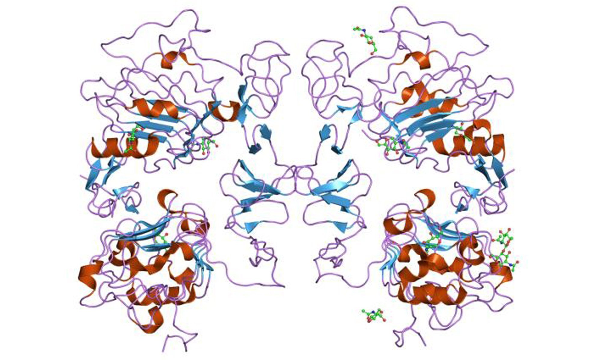 image of epidermal growth factor EGF