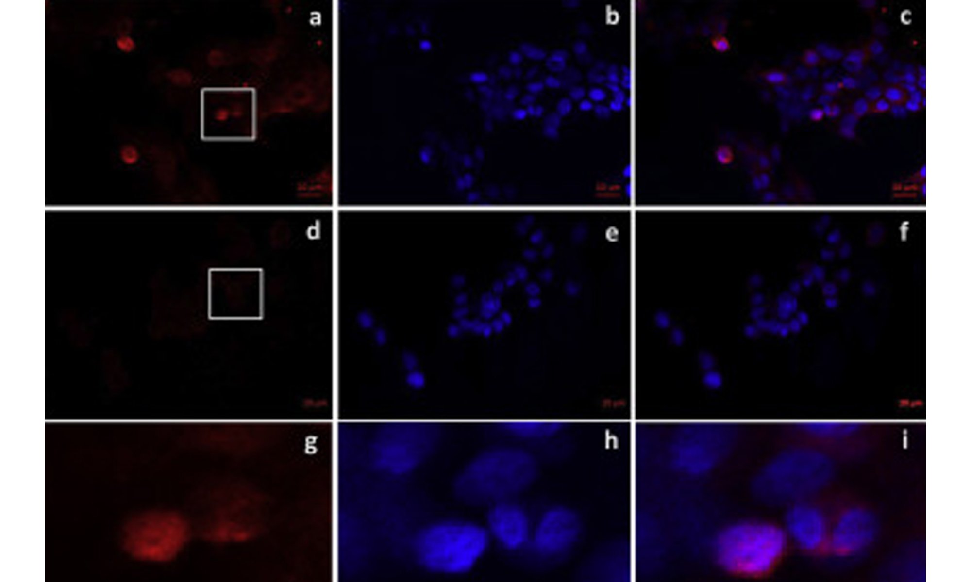 hoxa10-regulation image