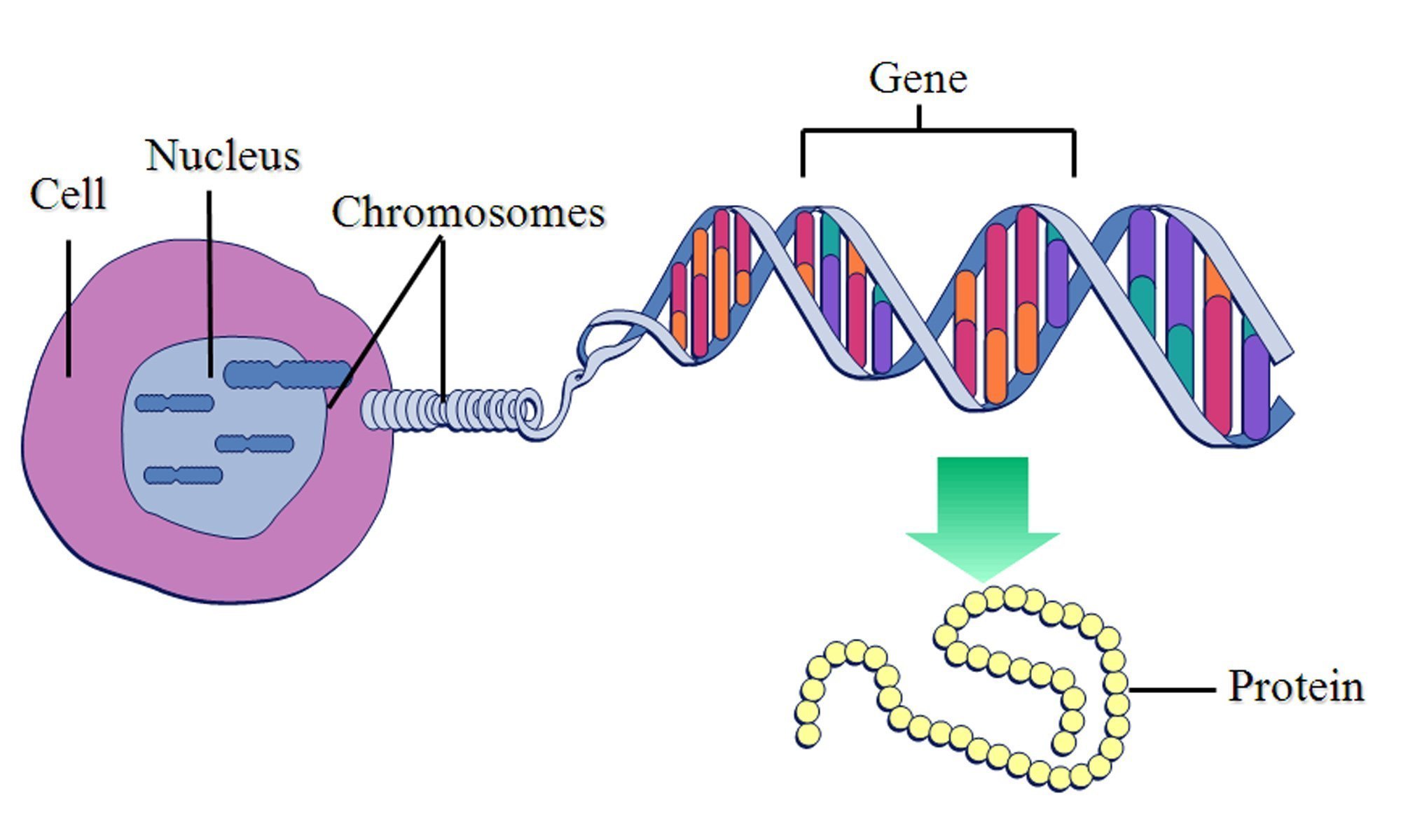 image of gene-chromosome