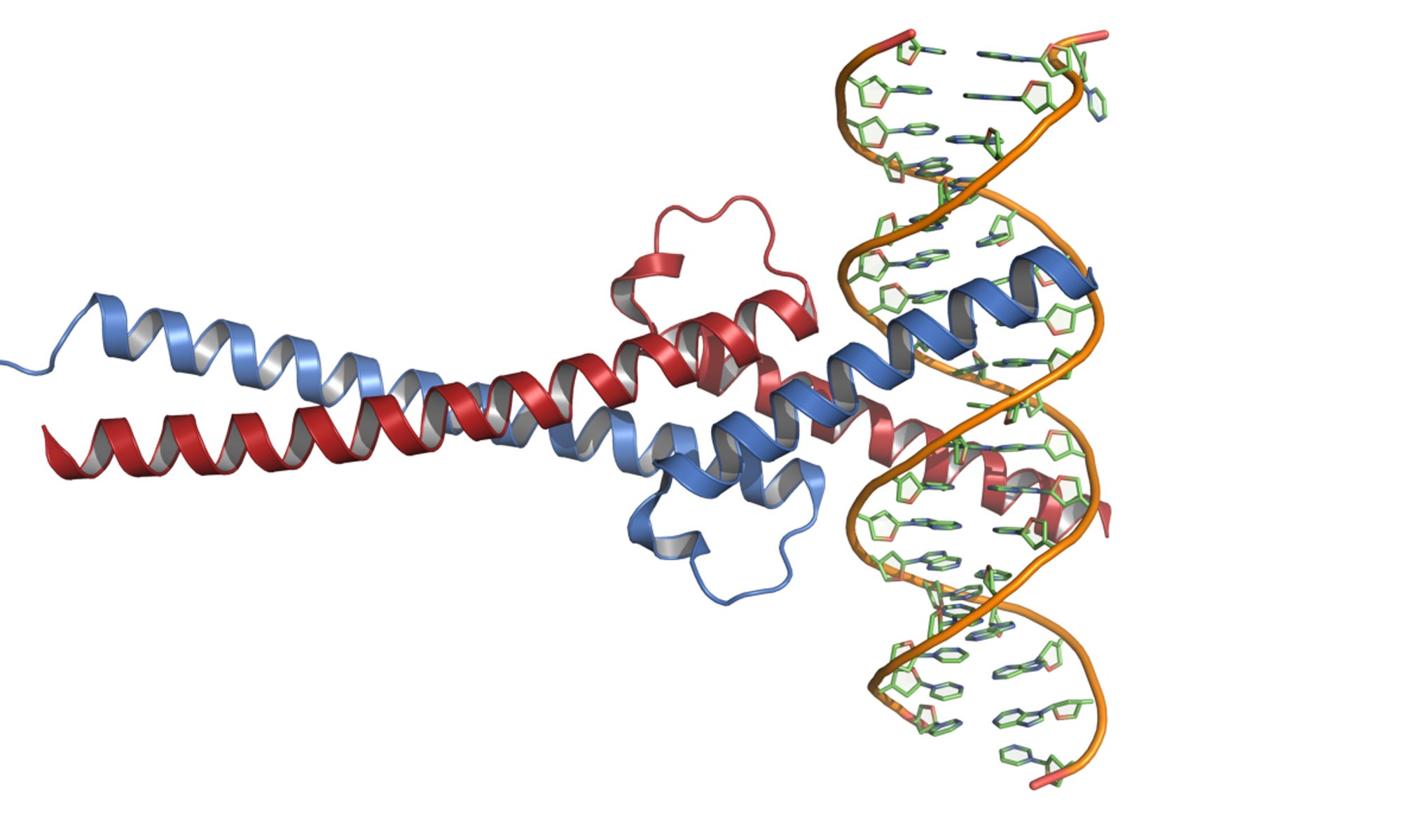 image of C-Myc-DNA_complex