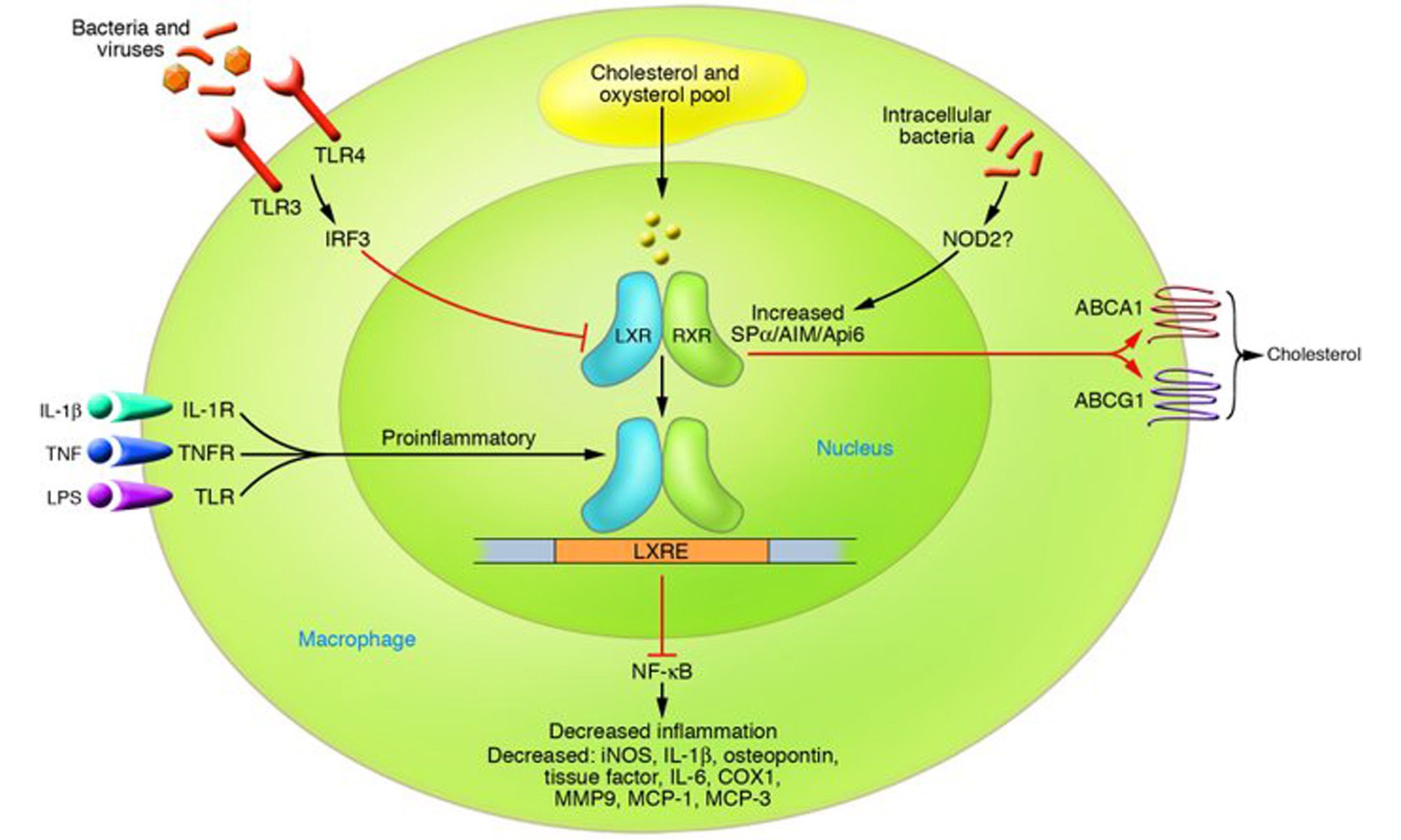 image of Liver X receptors