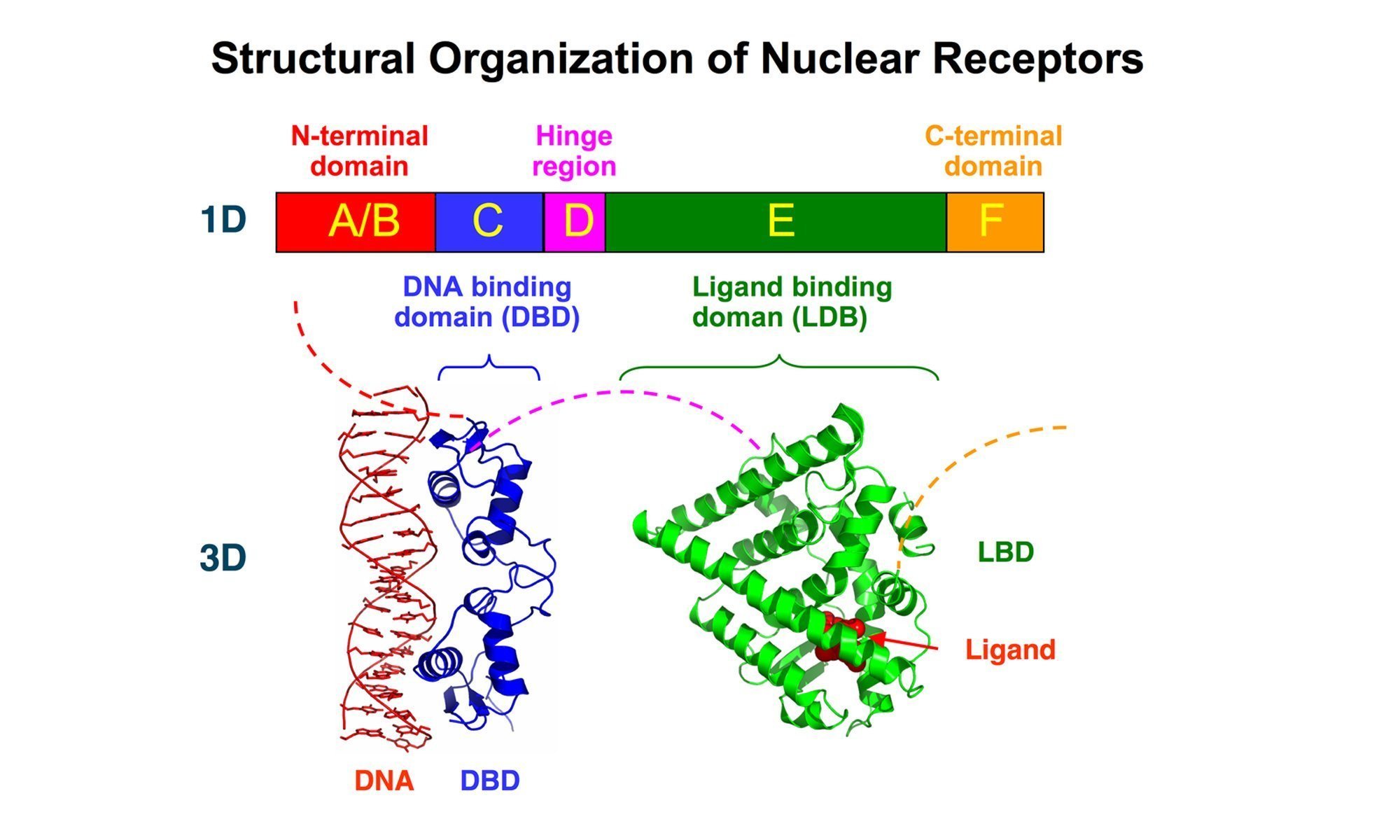 image of Nuclear Receptors