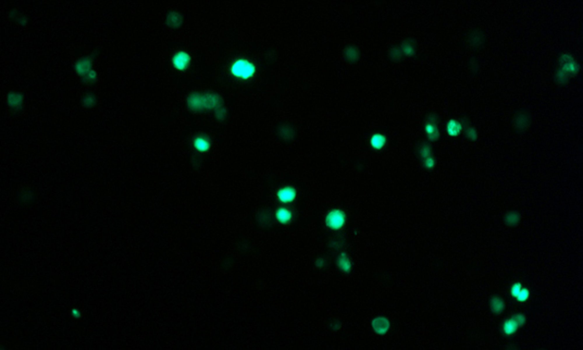 image of PRL Gene Expression